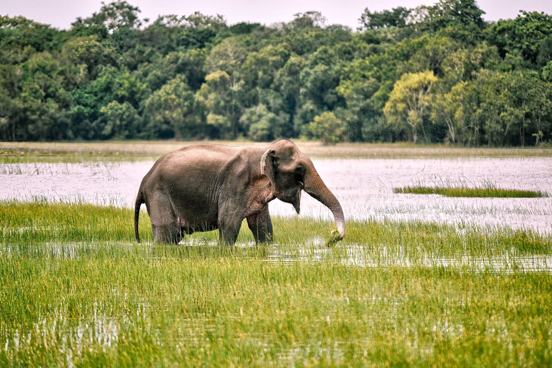 Sri Lanka - Perły Północy - zdjęcie 5