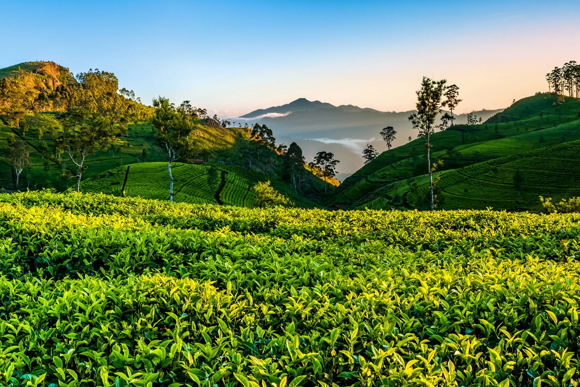 Sri Lanka- Smak Herbaty z Cynamonem - zdjęcie 20