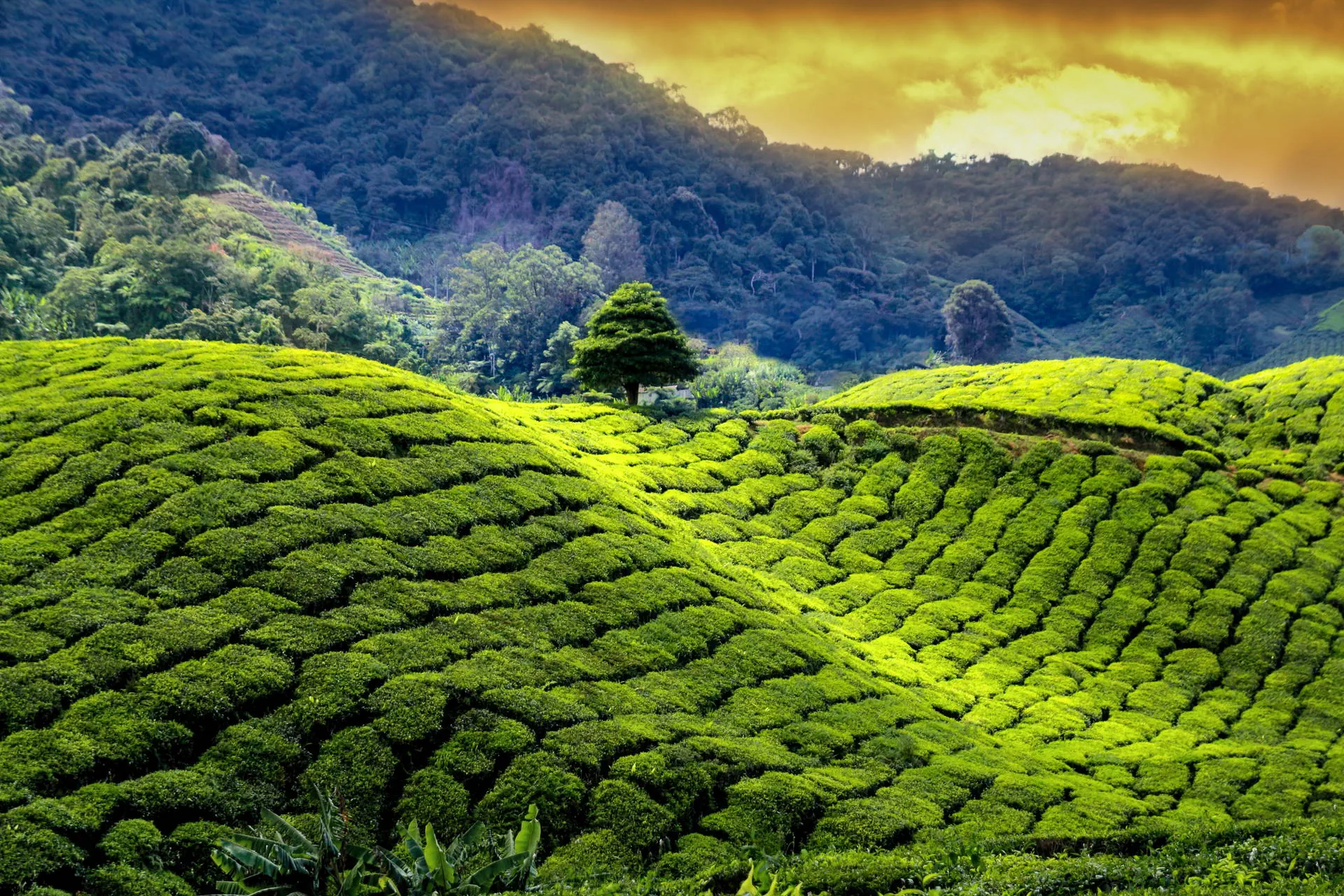 Sri Lanka- Smak Herbaty z Cynamonem - zdjęcie 19