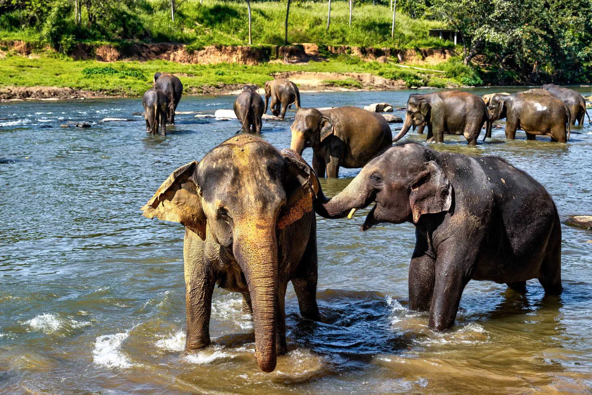 Sri Lanka- Smak Herbaty z Cynamonem - zdjęcie 13