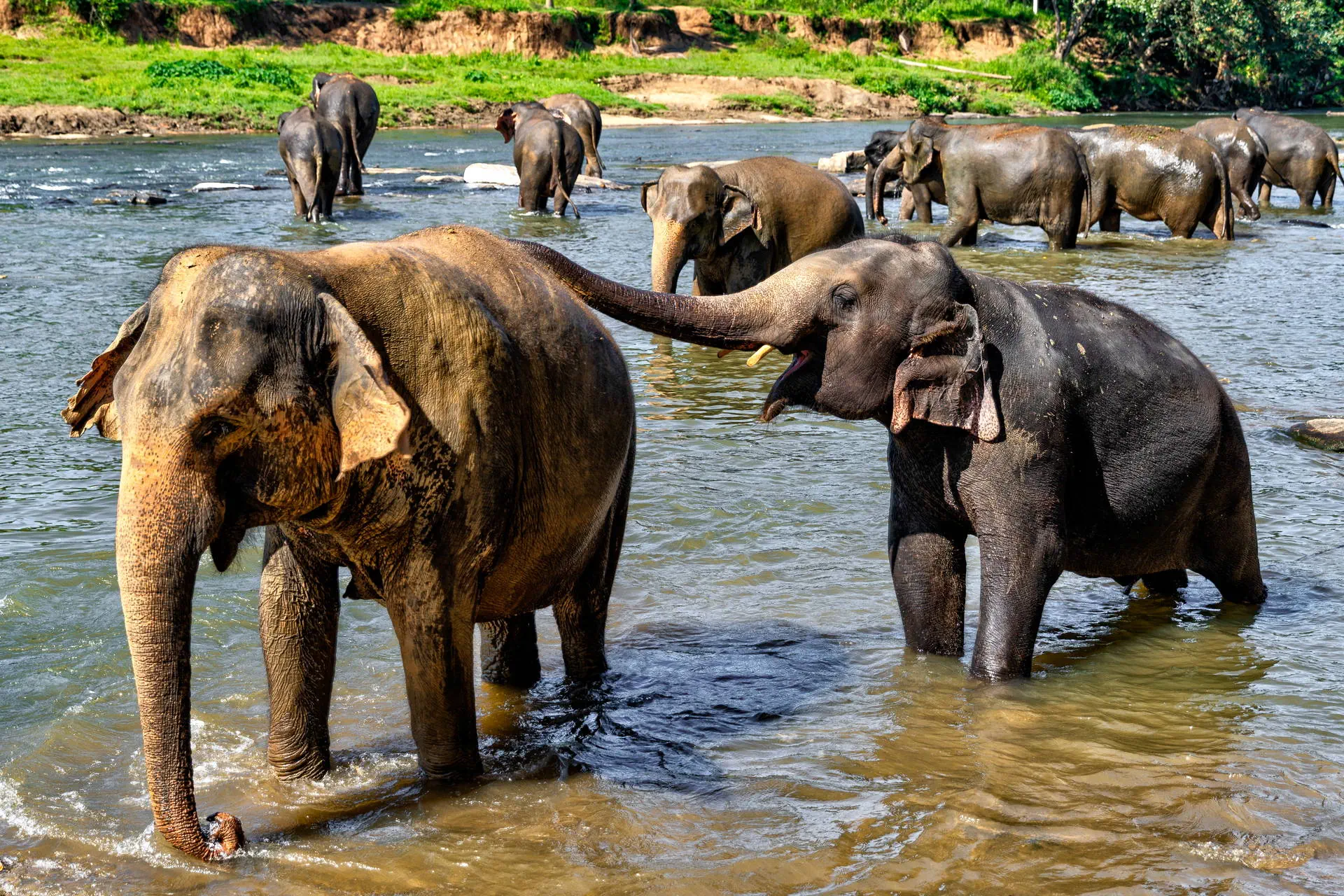 Sri Lanka- Smak Herbaty z Cynamonem - zdjęcie 16