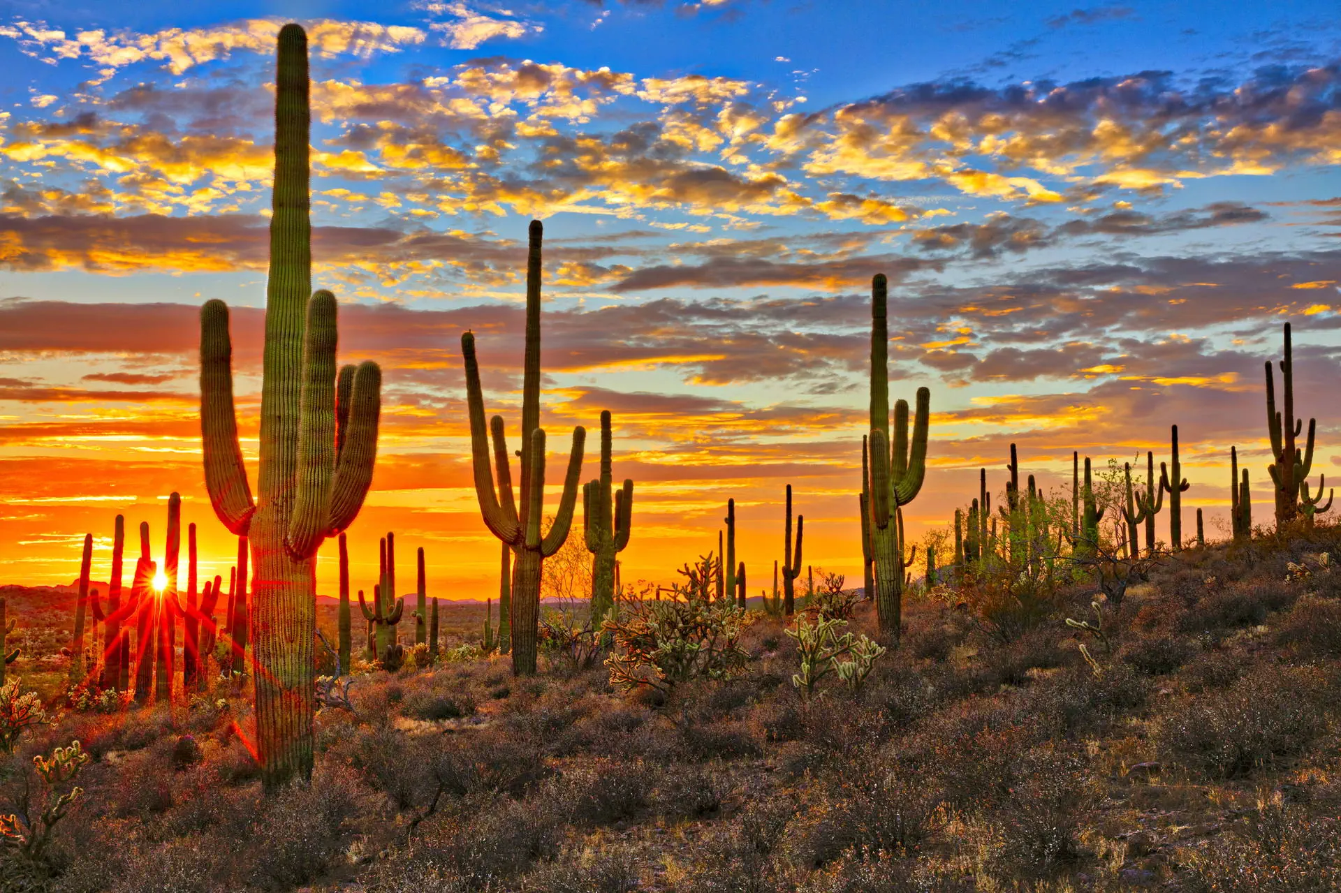 Kalifornia i Arizona - Wild Wild West - zdjęcie 12