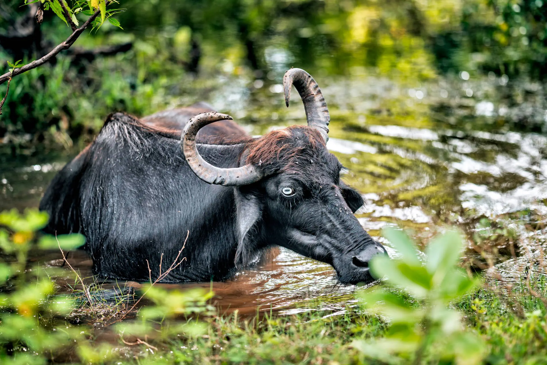 Esencja Cejlonu delux - zdjęcie 10