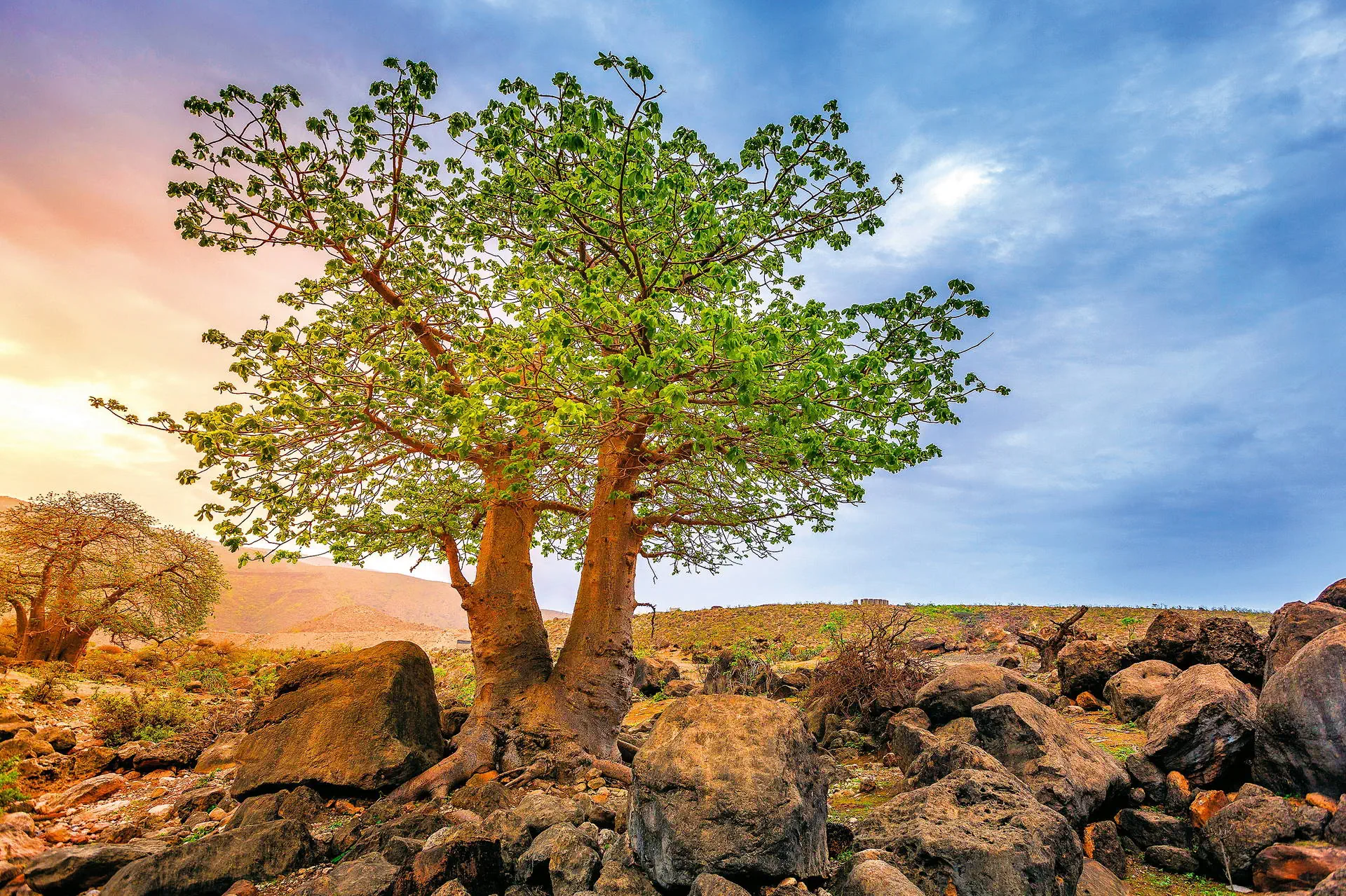 Egzotyka Light - Oman - zdjęcie 14
