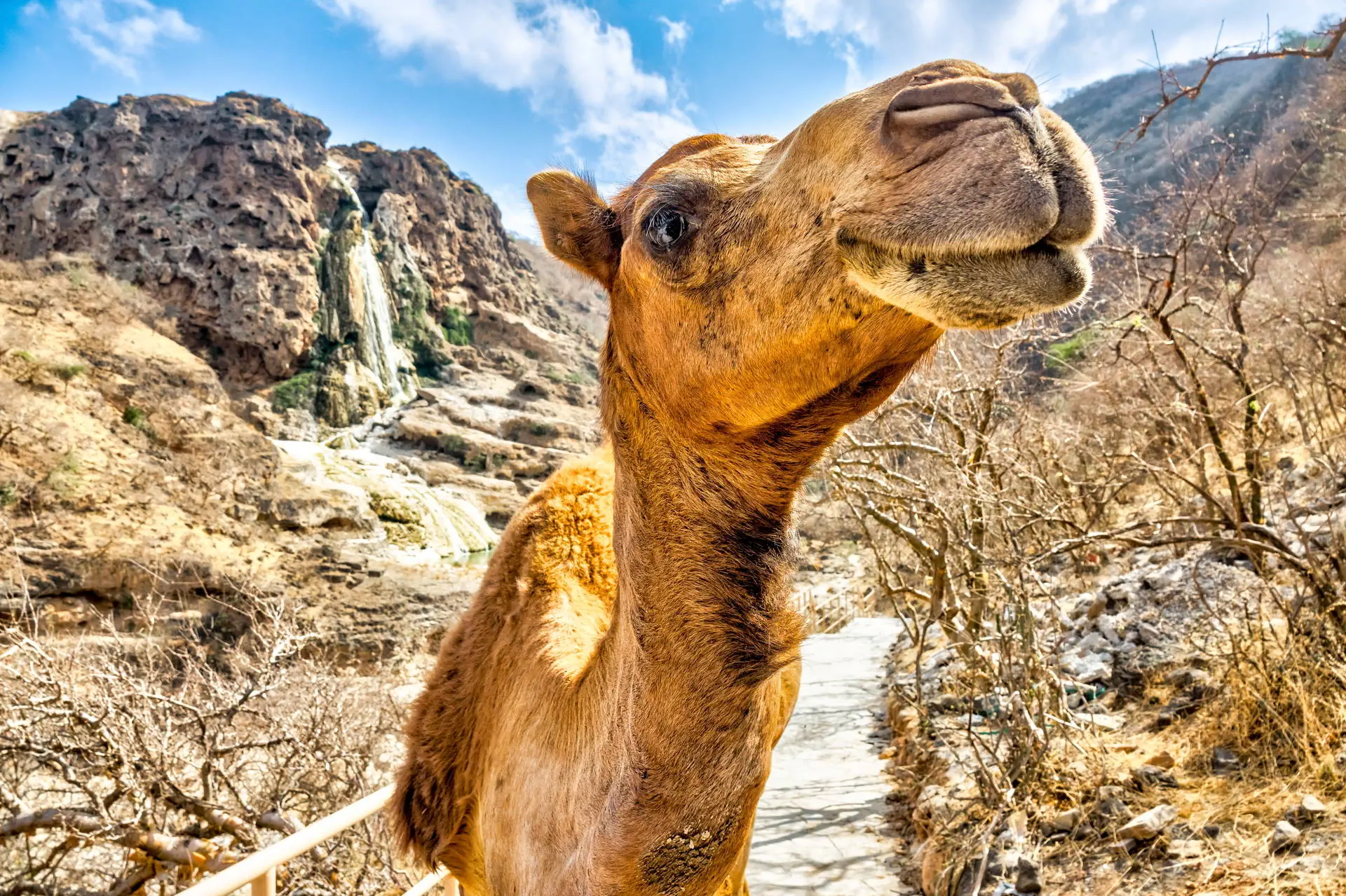 Egzotyka Light - Oman - zdjęcie 10