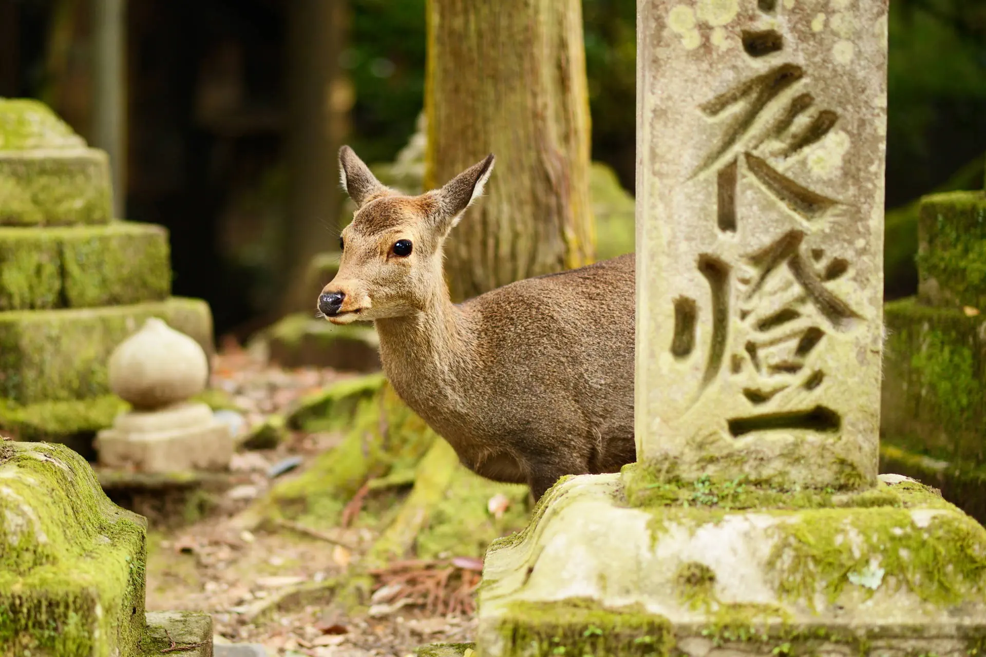 Chiny i Japonia - Dwa oblicza Orientu - zdjęcie 32