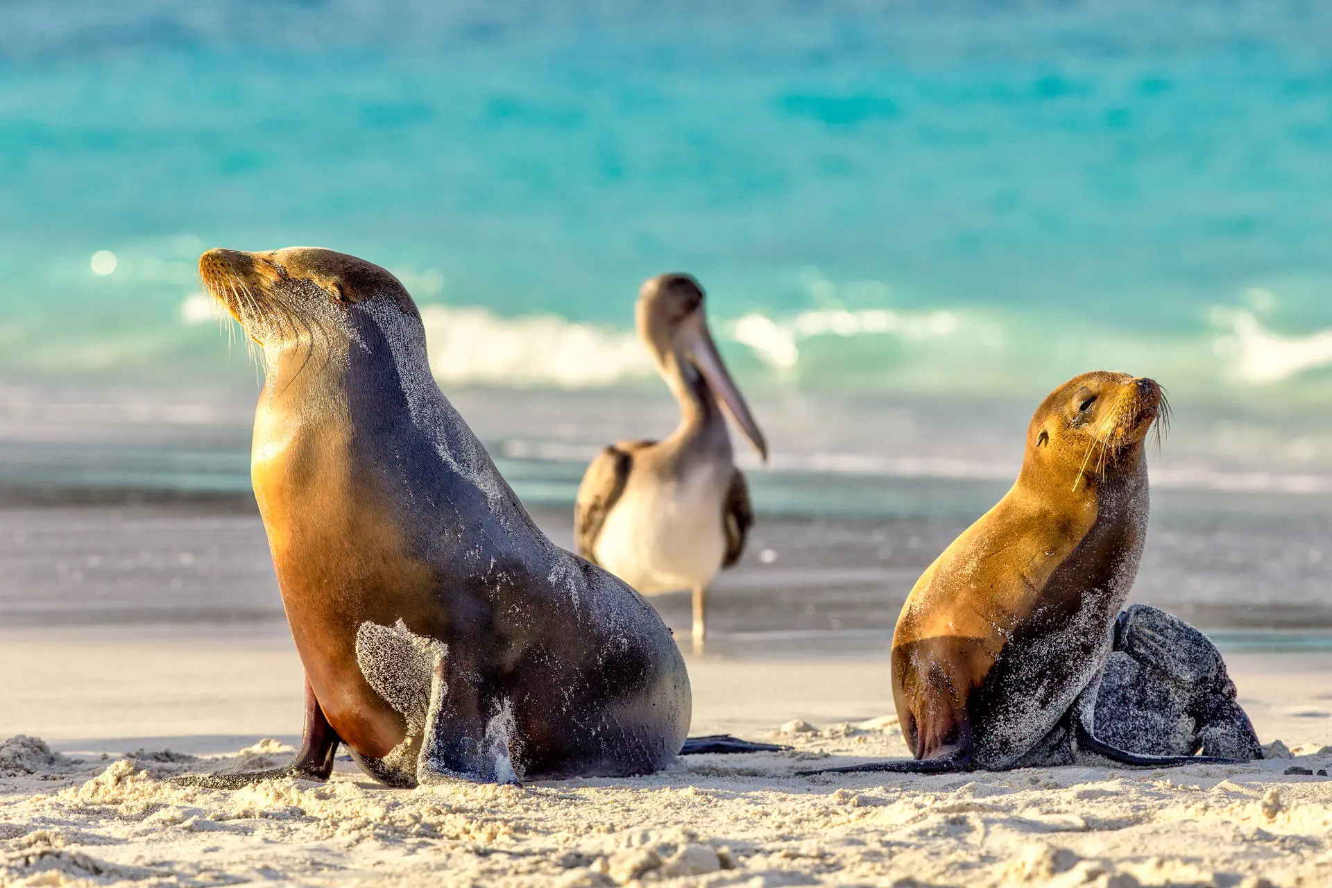 Galapagos - Gala zwierząt - zdjęcie 2