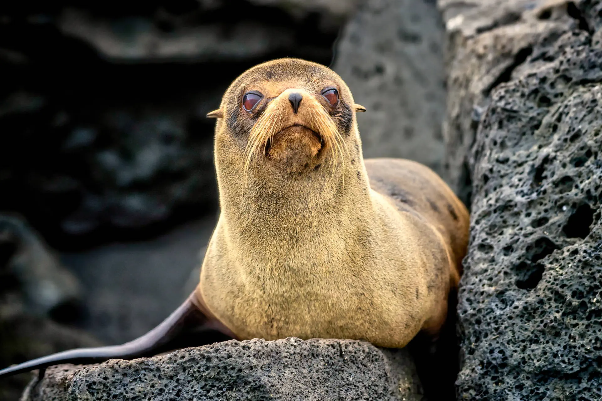 Galapagos - Gala zwierząt - zdjęcie 12