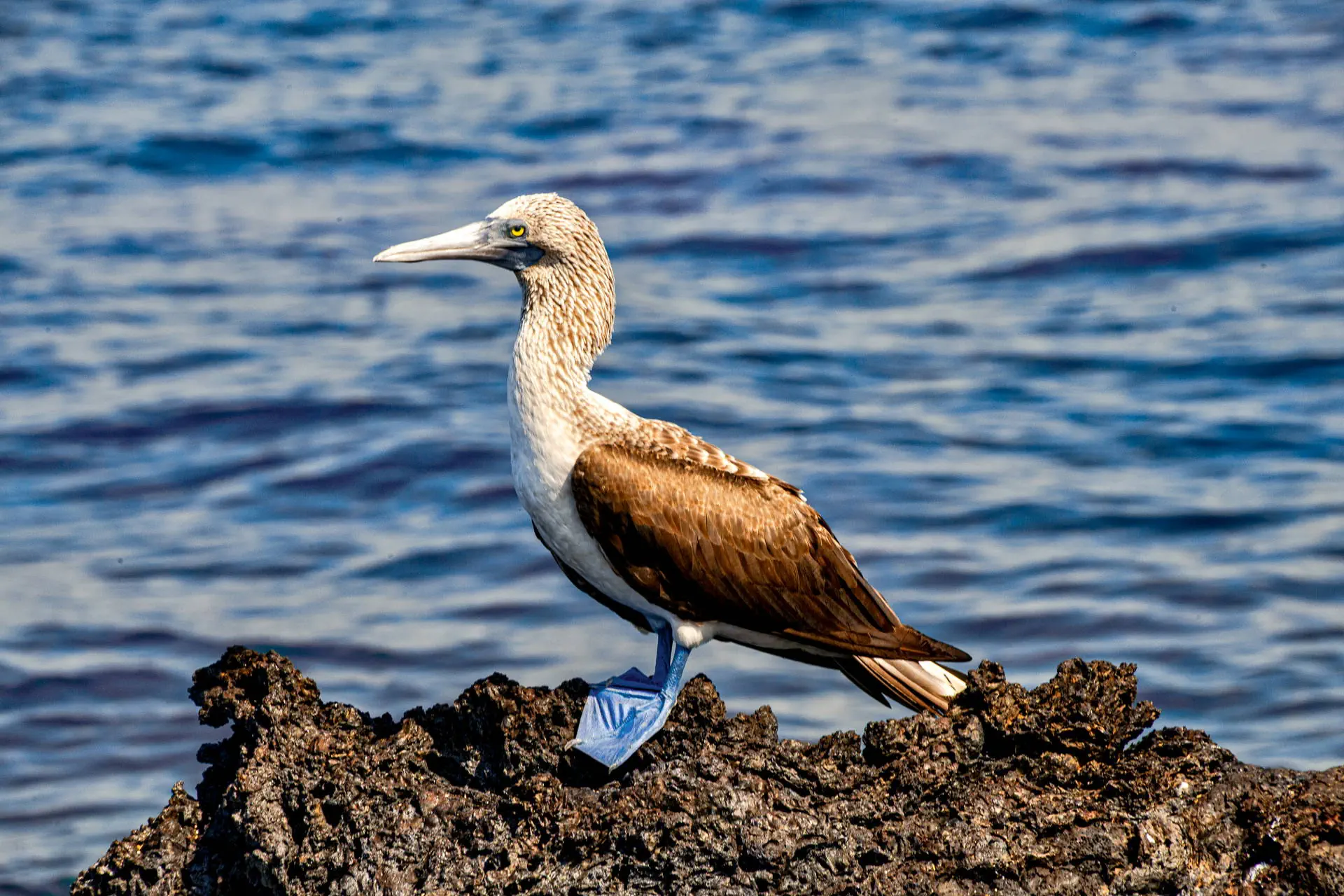 Galapagos - Gala zwierząt - zdjęcie 50