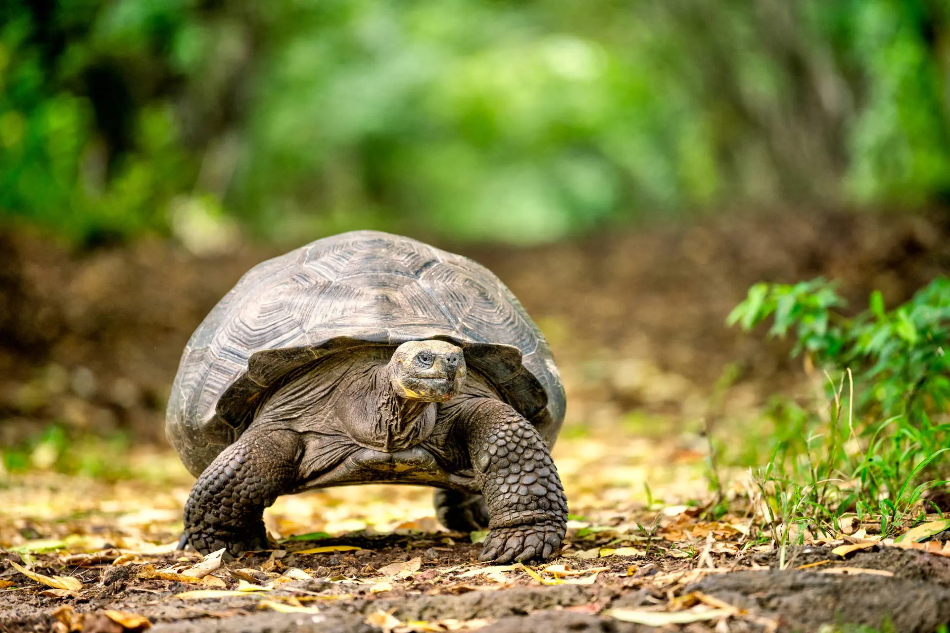 Galapagos - Gala zwierząt - zdjęcie 4