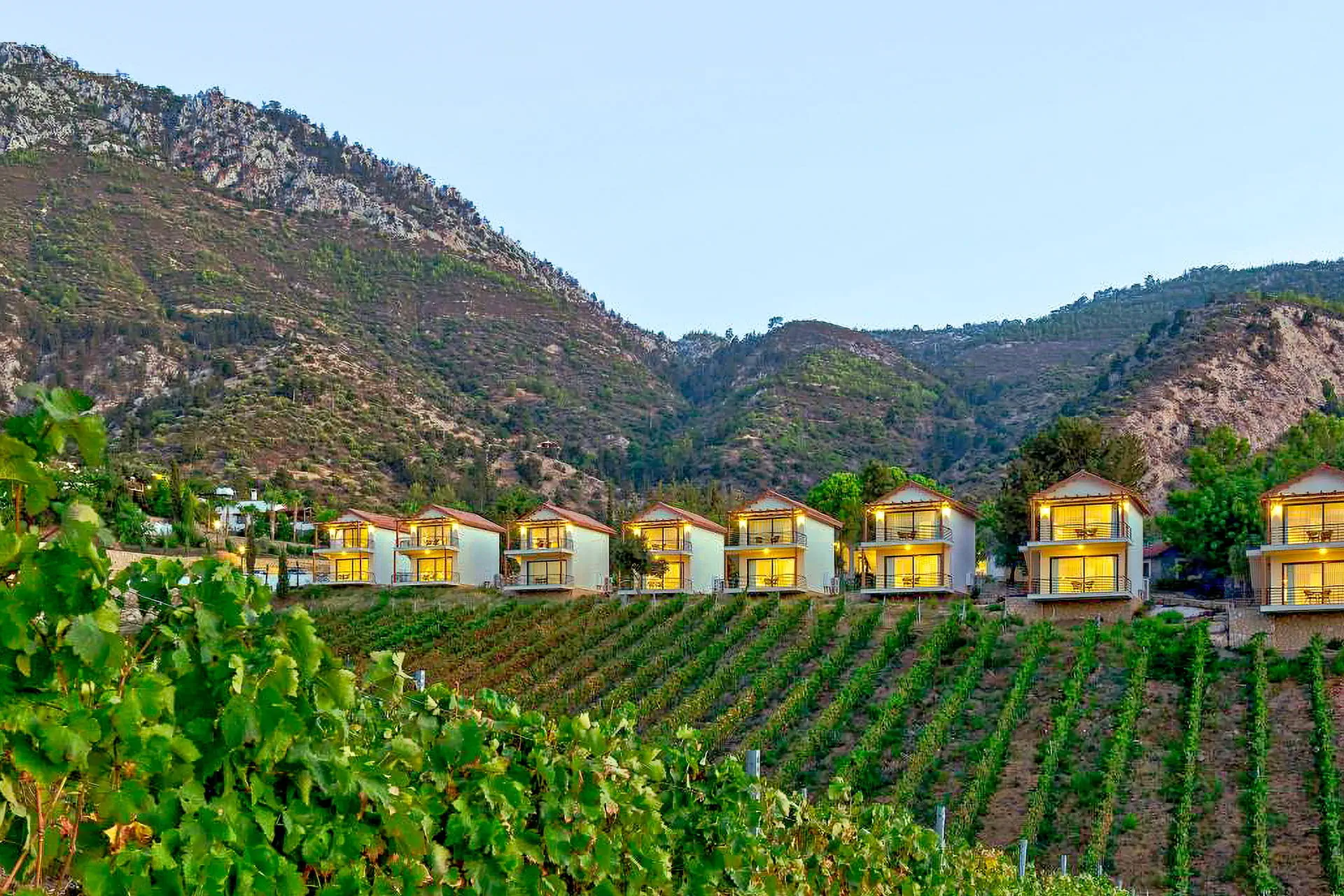 Gillham Vineyard - zdjęcie 11