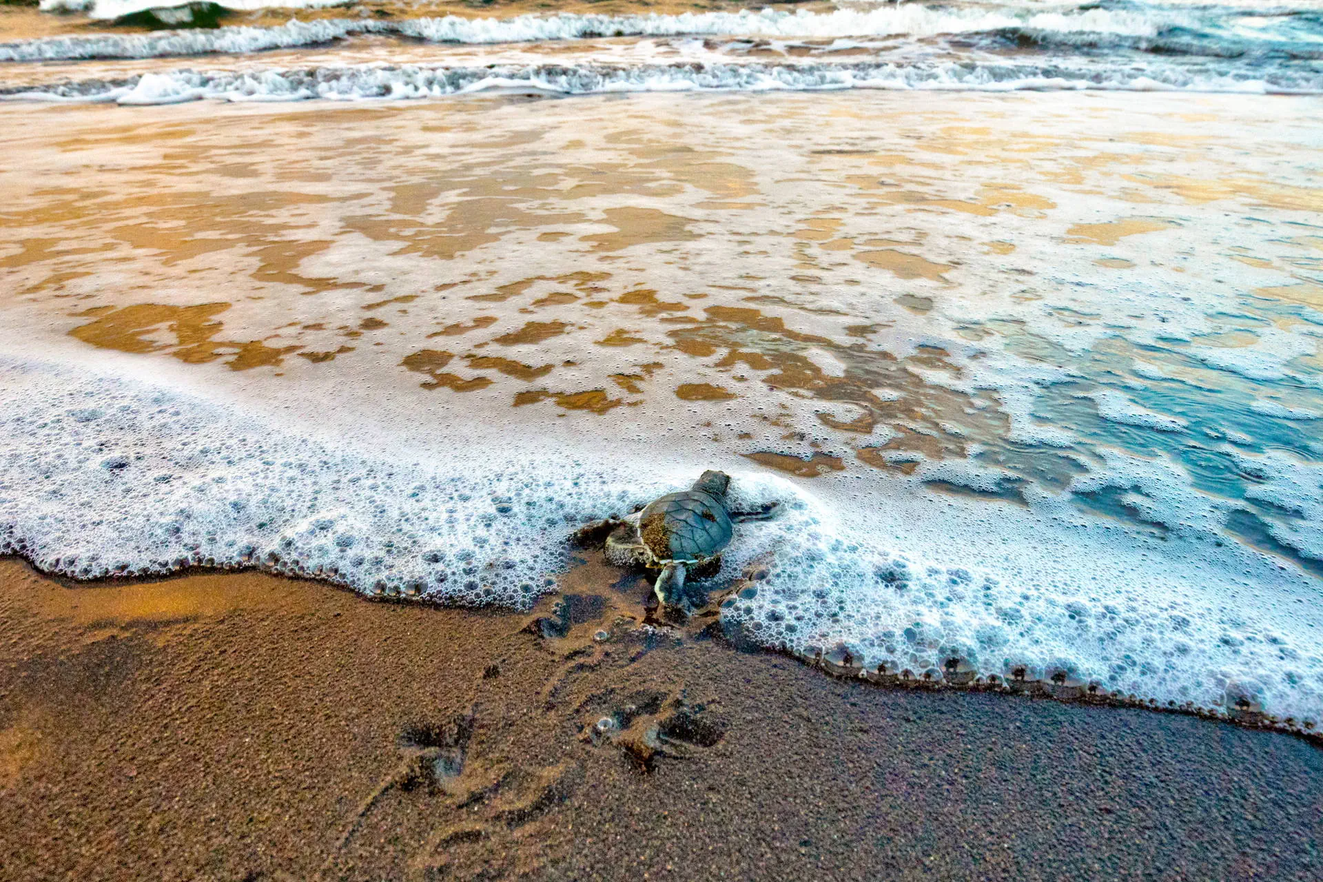 Bogate Wybrzeże Oceanów - zdjęcie 20