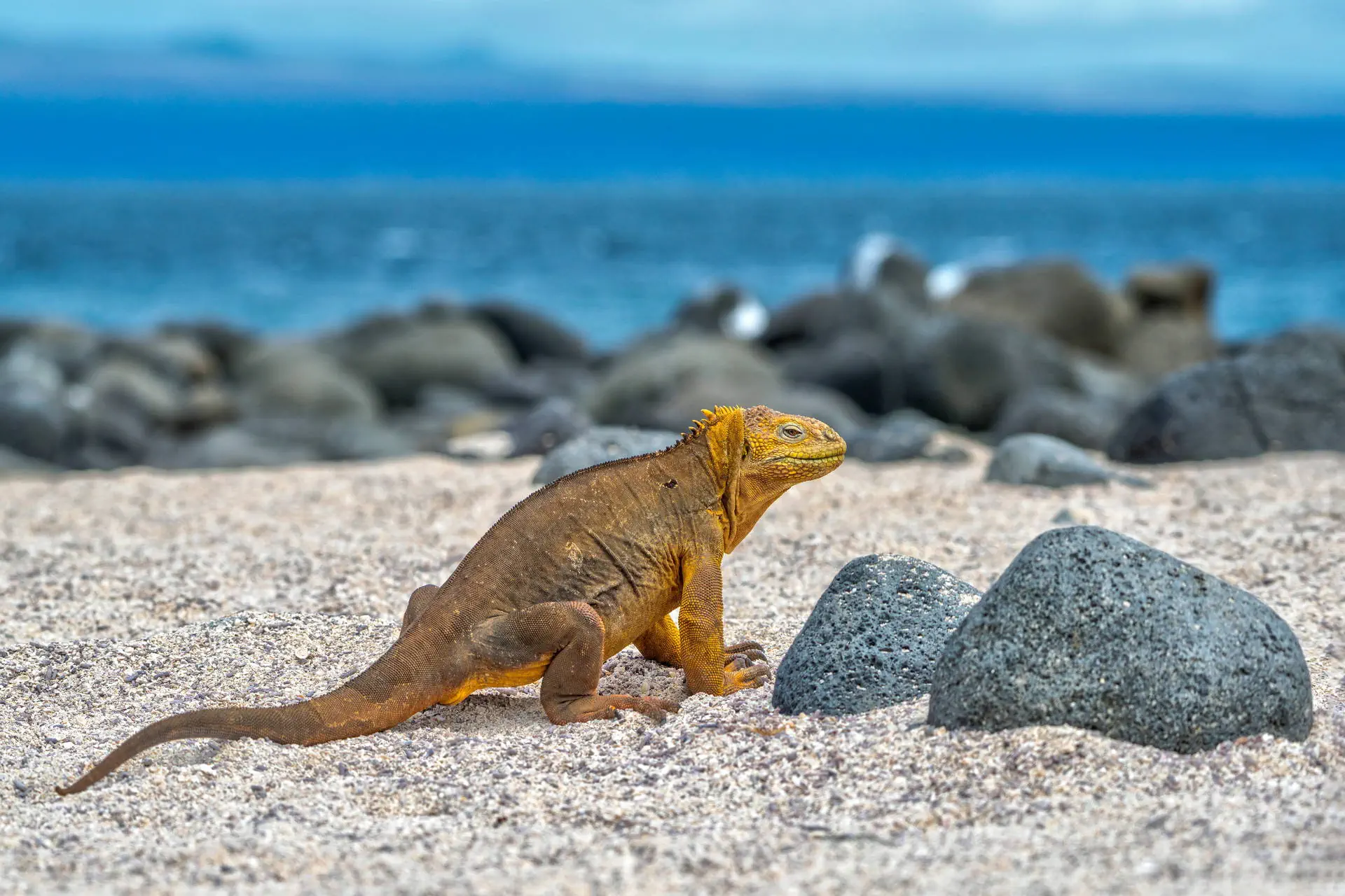 Z Andów na Galapagos - zdjęcie 15