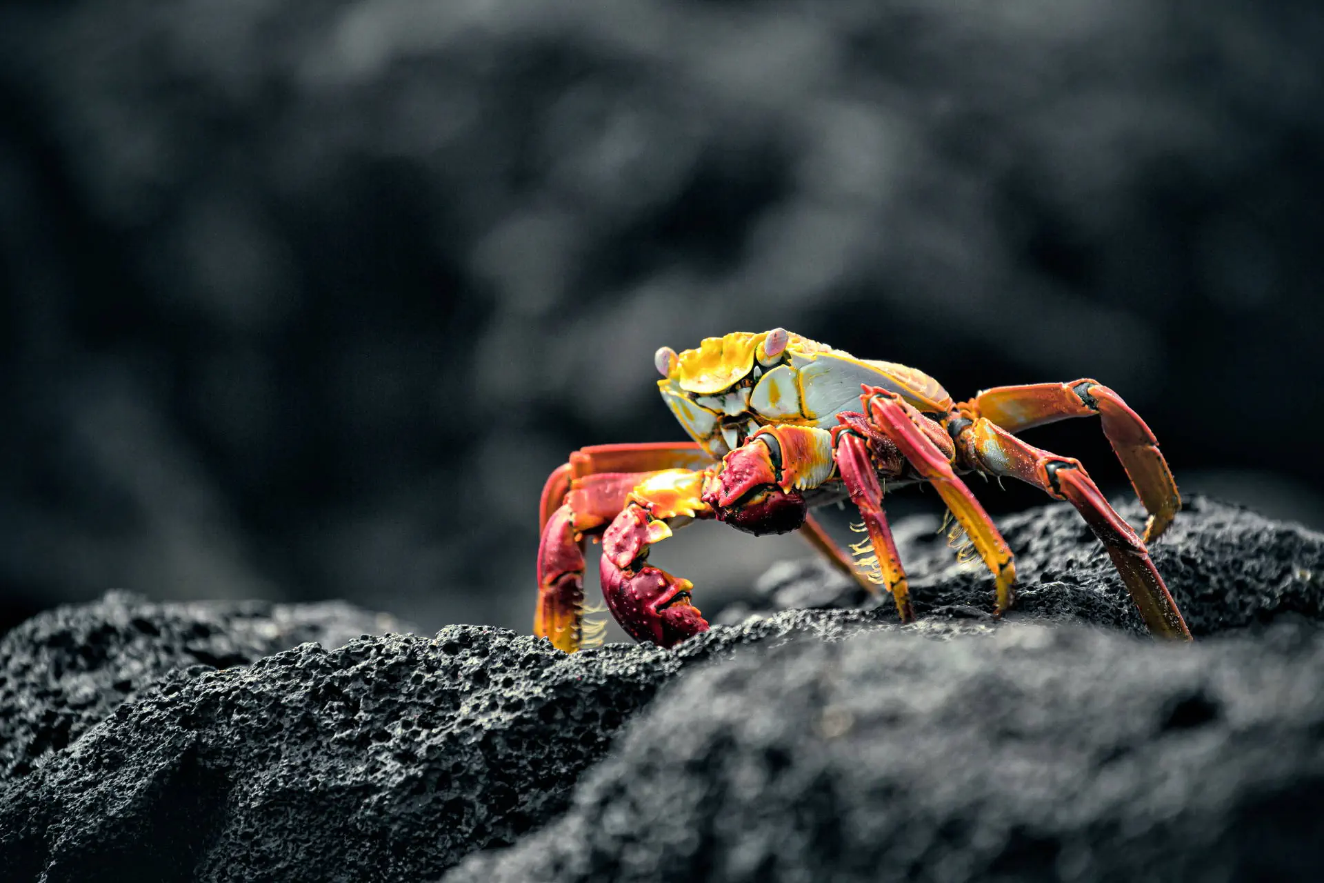 Z Andów na Galapagos - zdjęcie 43