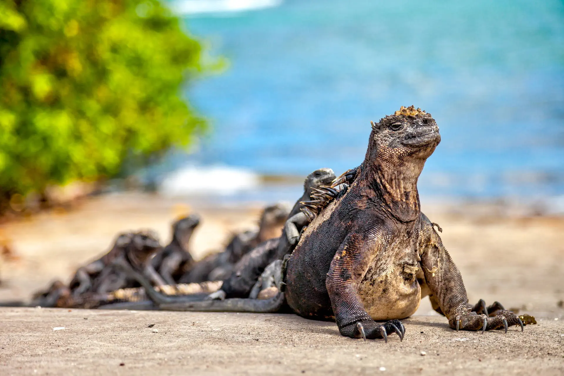 Z Andów na Galapagos - zdjęcie 7