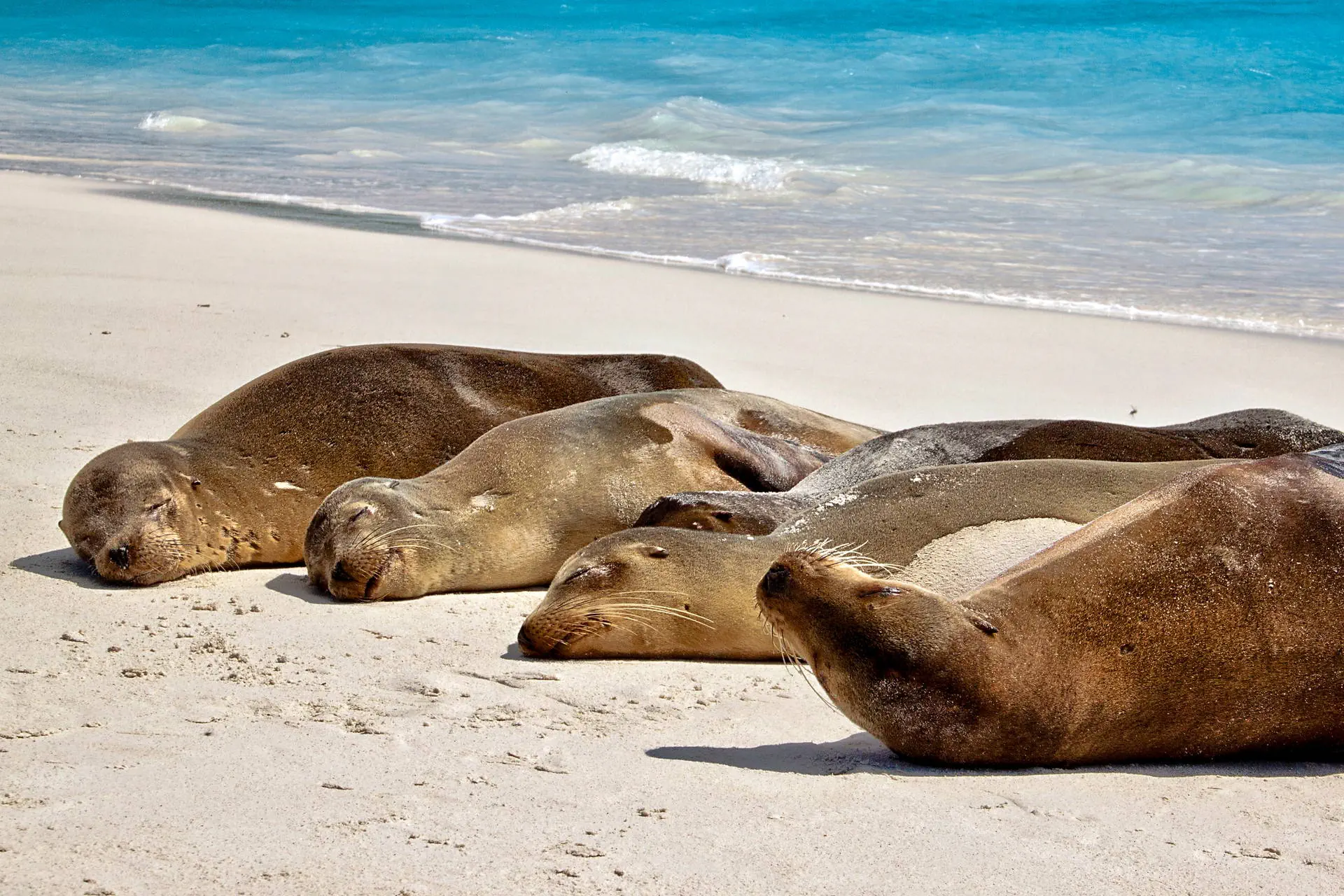 Z Andów na Galapagos - zdjęcie 47