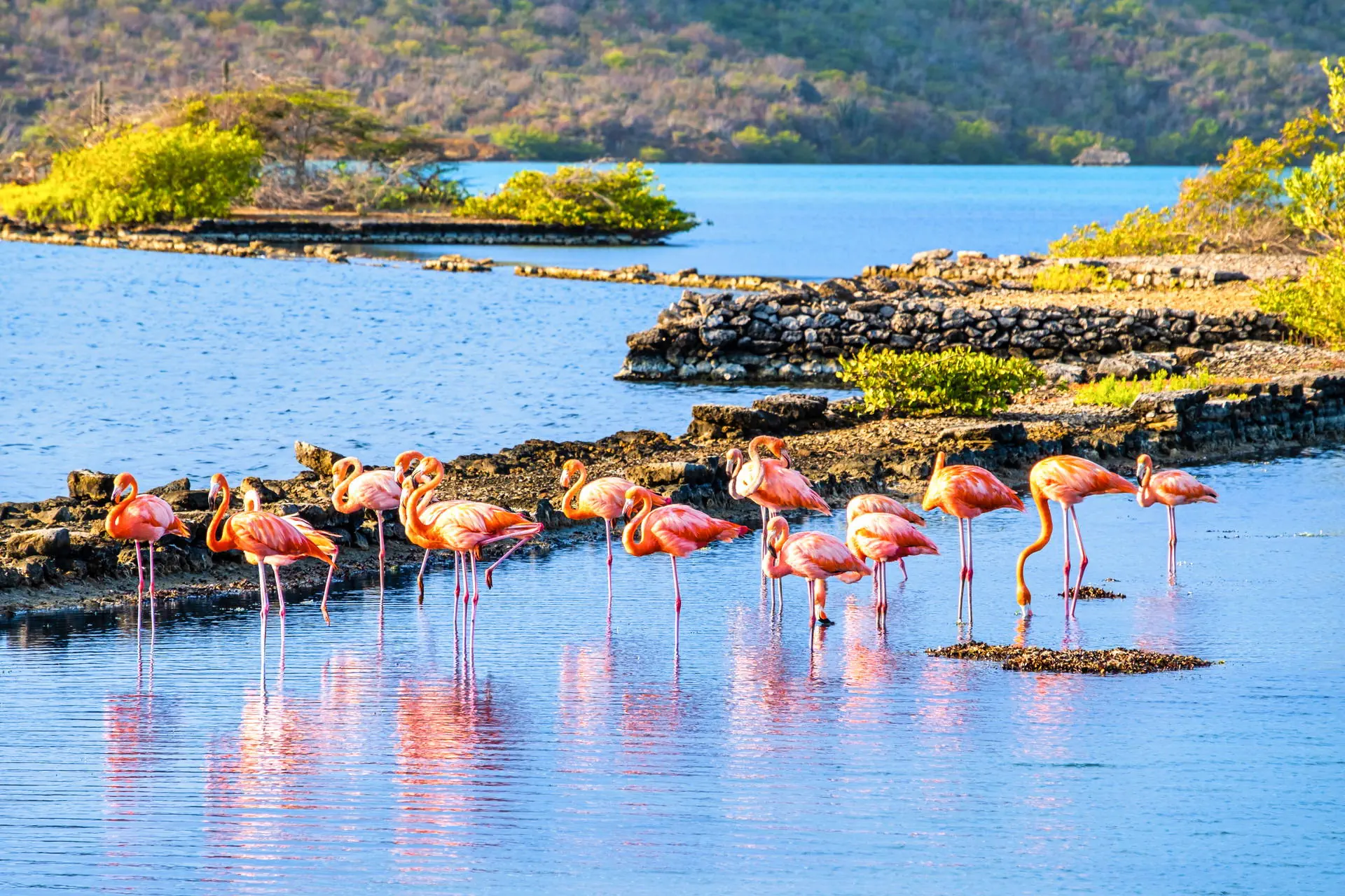 Egzotyka Light - Curacao - zdjęcie 37