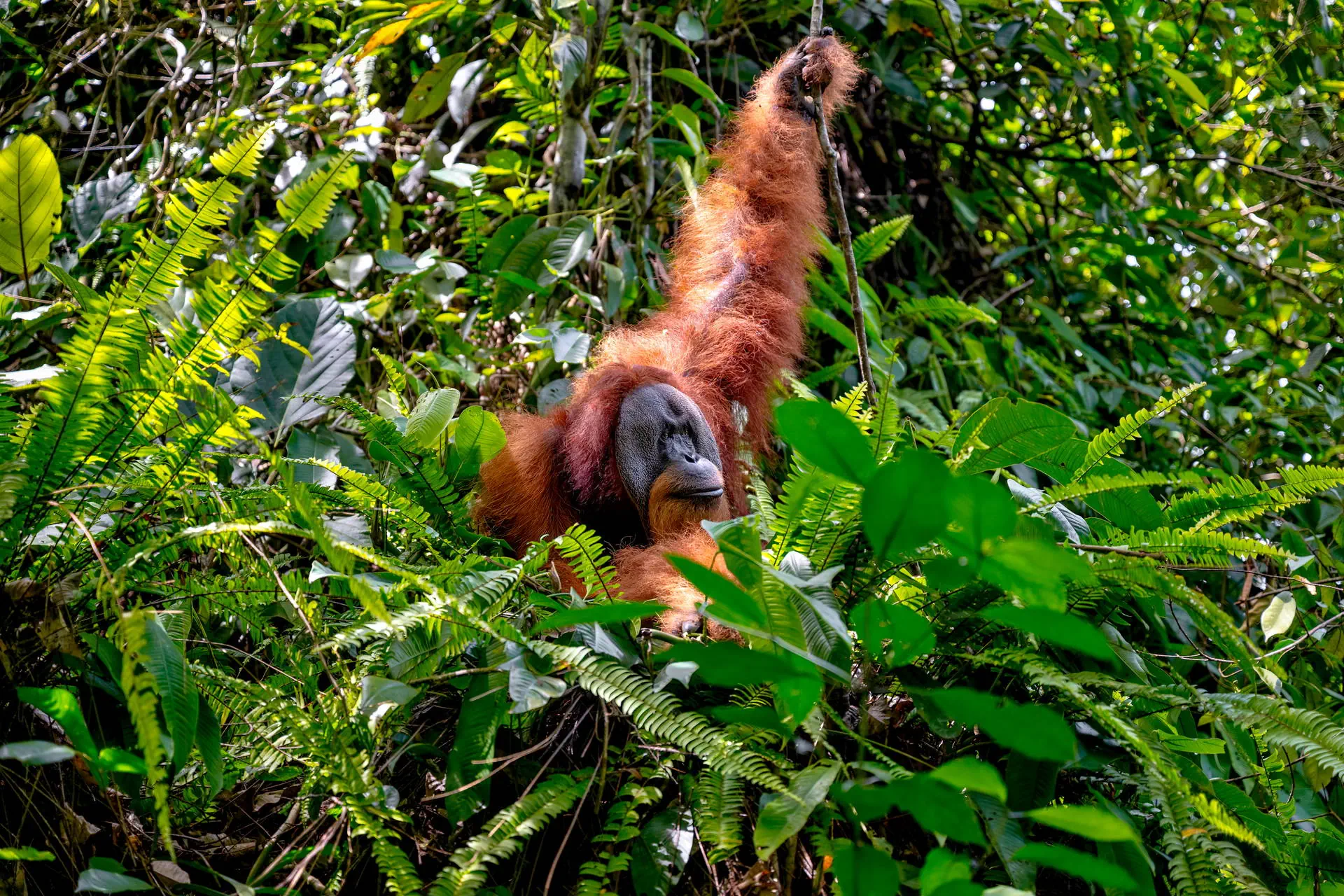 Śladami orangutanów - tropikalna wyprawa Sumatra Penang - zdjęcie 7