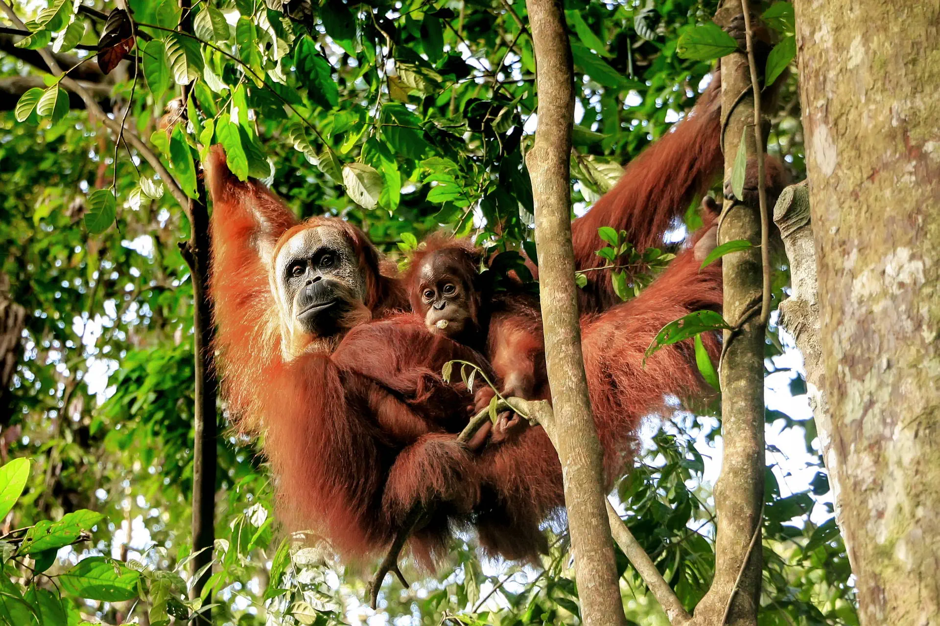 Śladami orangutanów - tropikalna wyprawa Sumatra Penang - zdjęcie 2