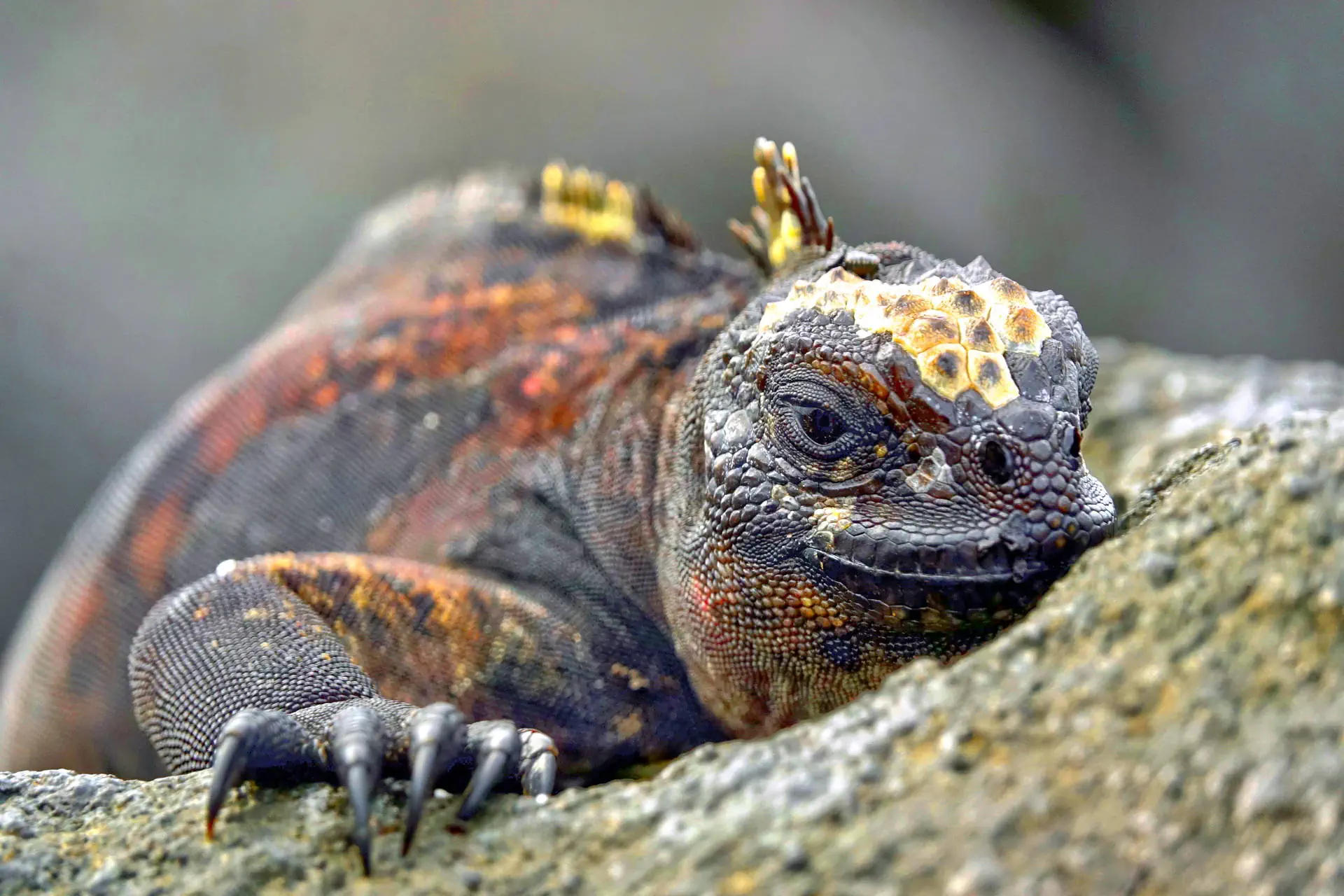 Endemiczny świat - Galapagos - zdjęcie 27
