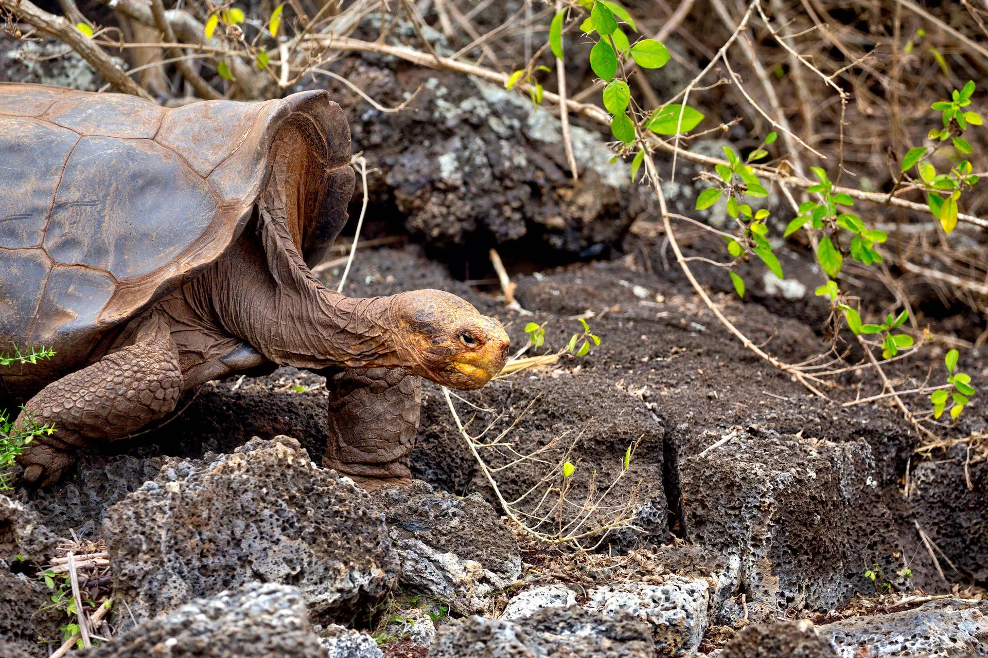 Endemiczny świat - Galapagos - zdjęcie 32