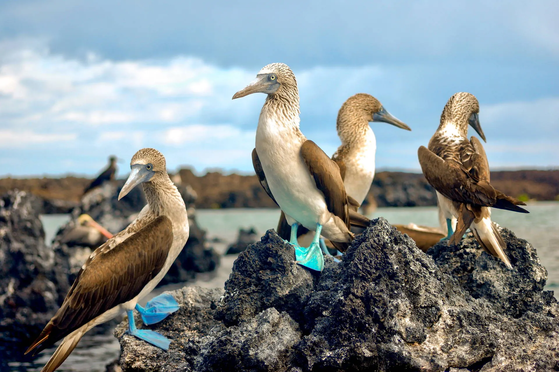 Endemiczny świat - Galapagos - zdjęcie 24