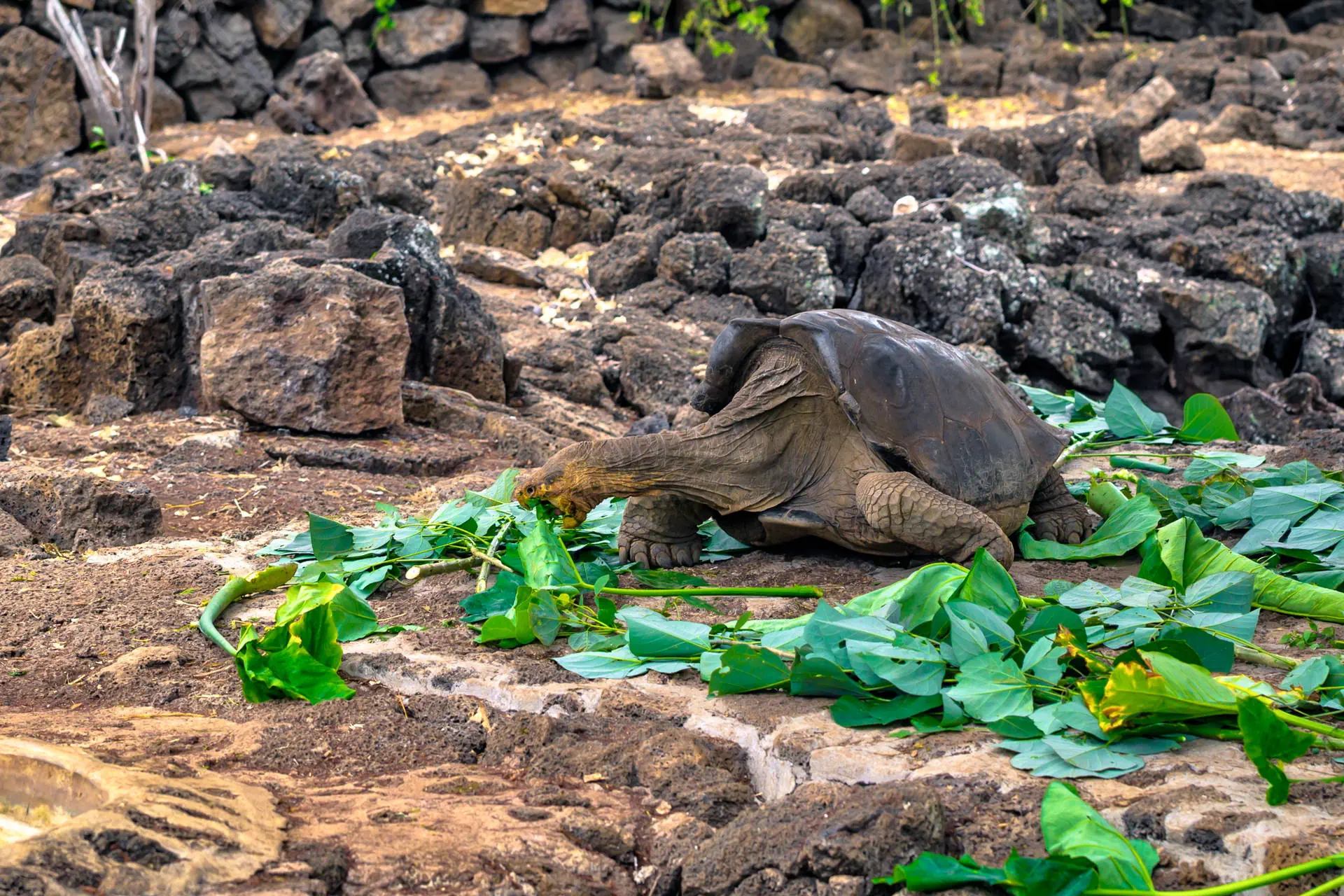 Endemiczny świat - Galapagos - zdjęcie 26