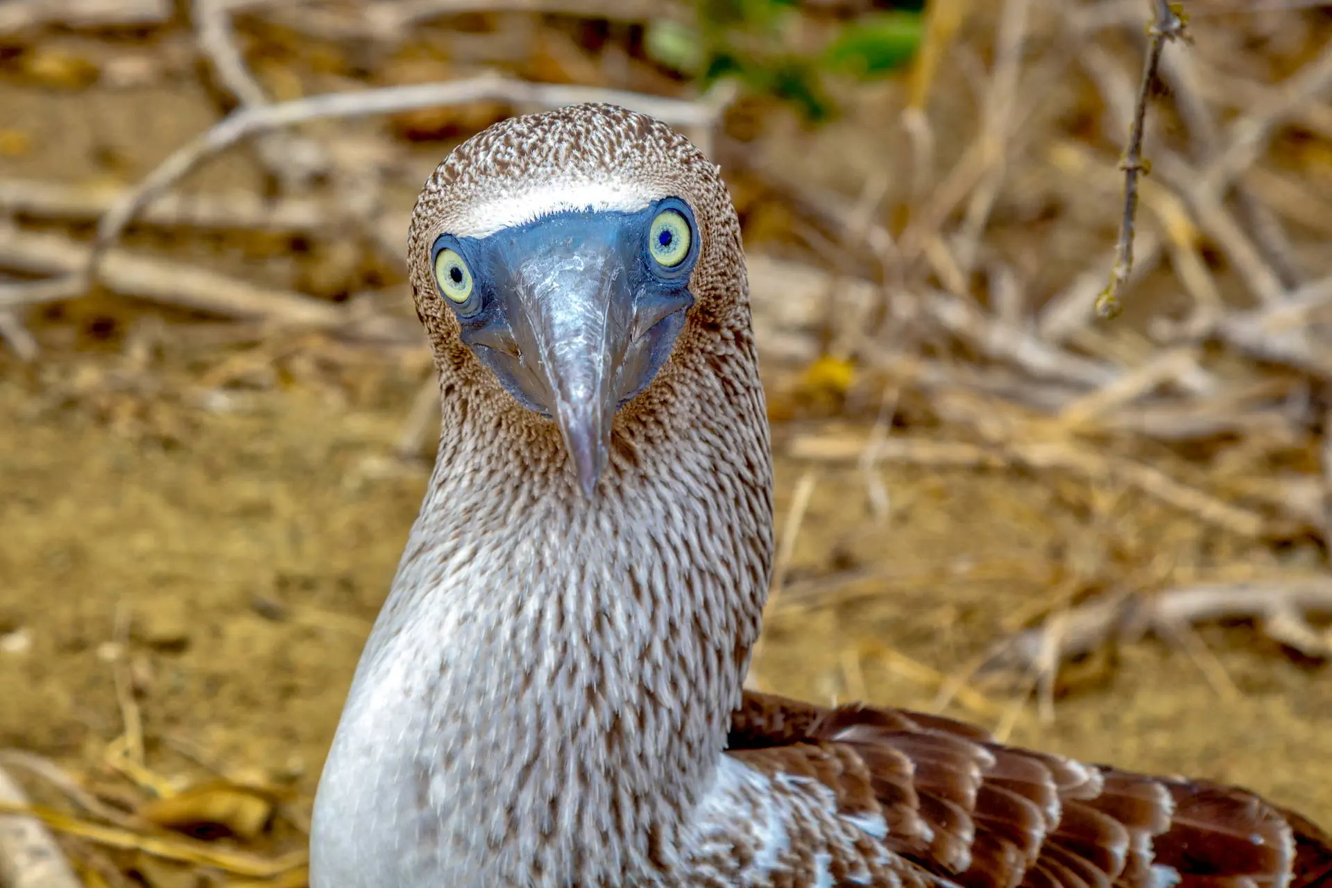 Endemiczny świat - Galapagos - zdjęcie 22