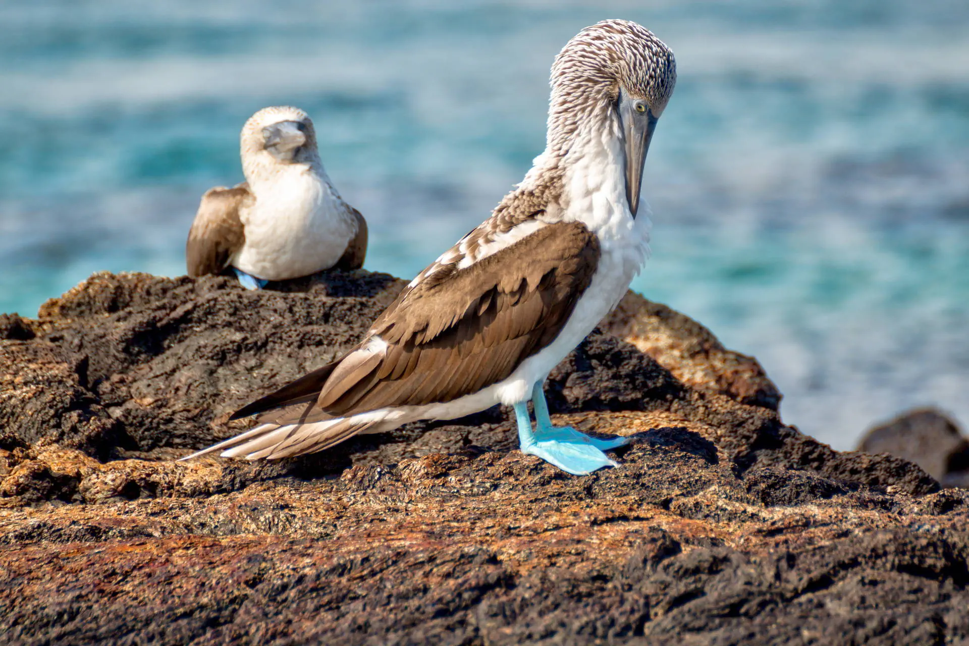 Endemiczny świat - Galapagos - zdjęcie 29