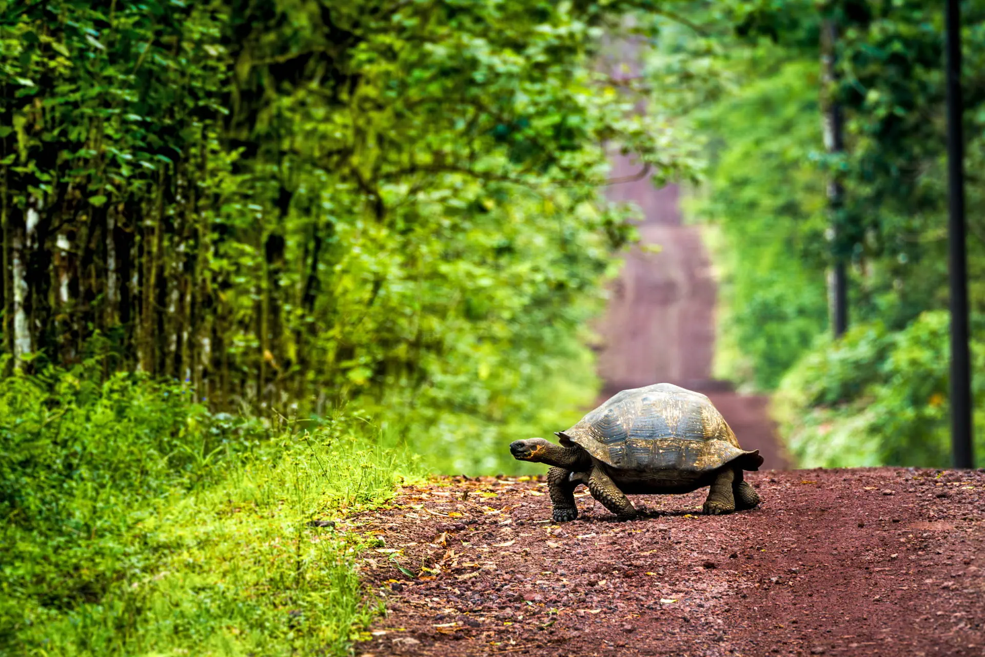 Endemiczny świat - Galapagos - zdjęcie 25