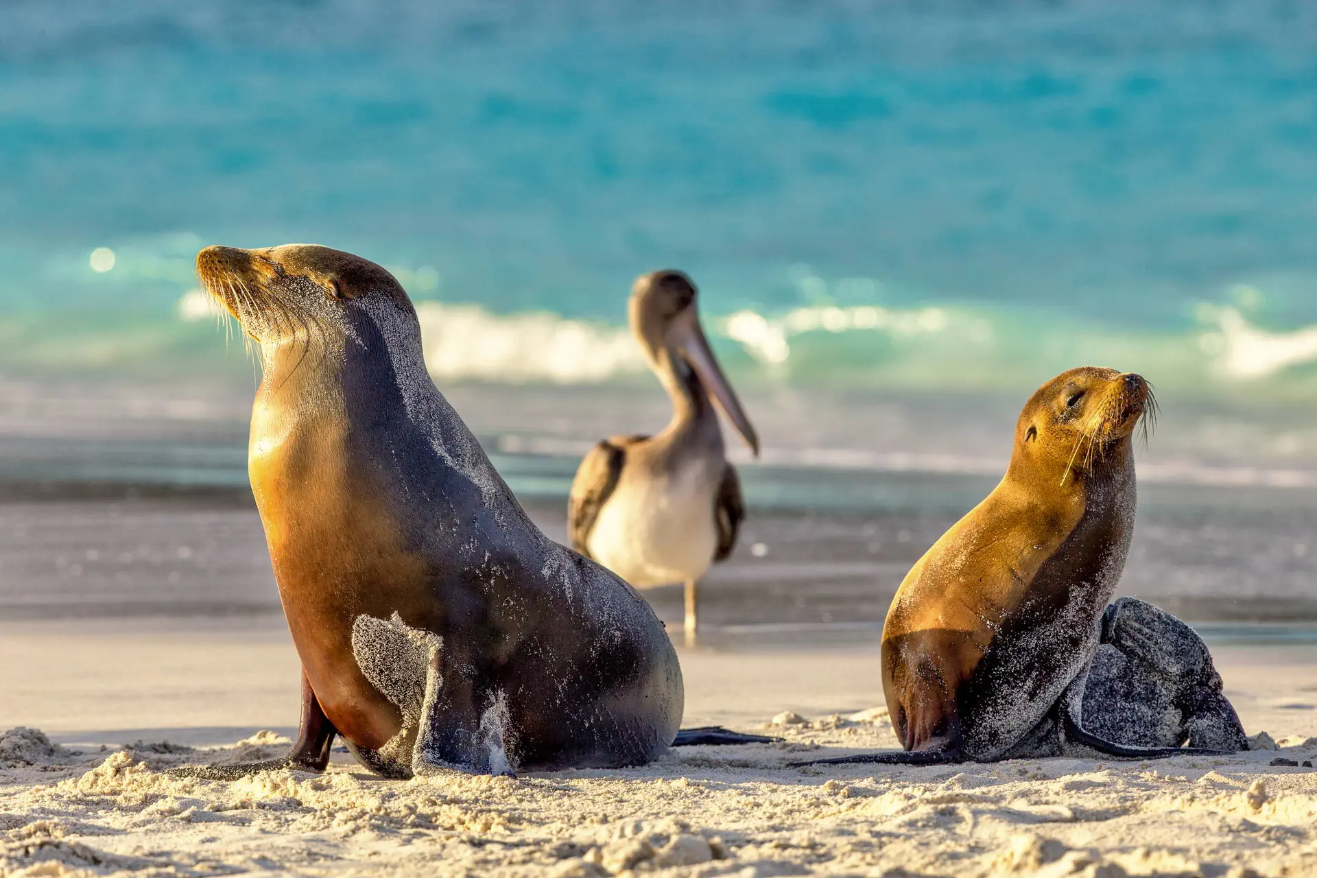 Endemiczny świat - Galapagos - zdjęcie 4