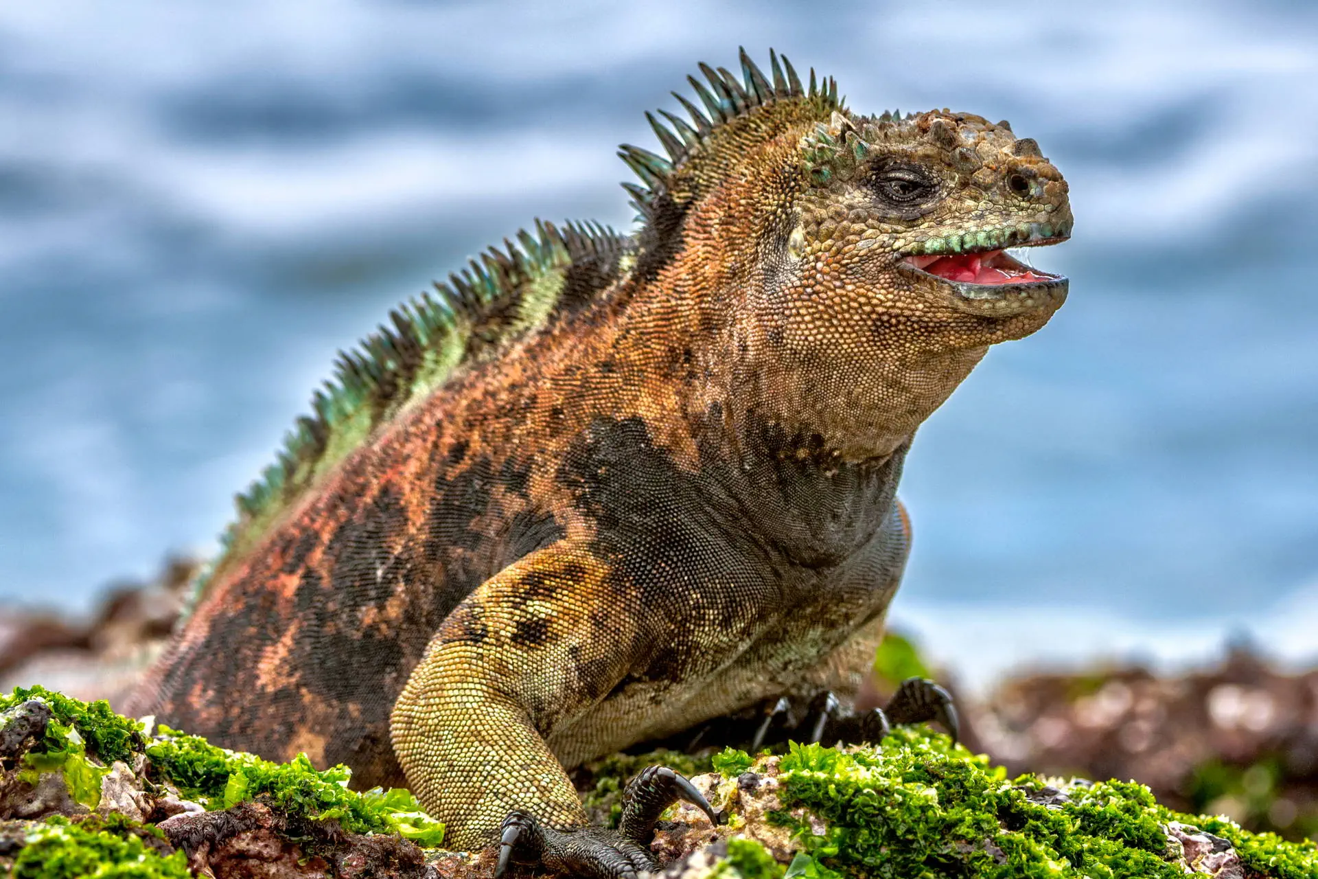 Endemiczny świat - Galapagos - zdjęcie 21