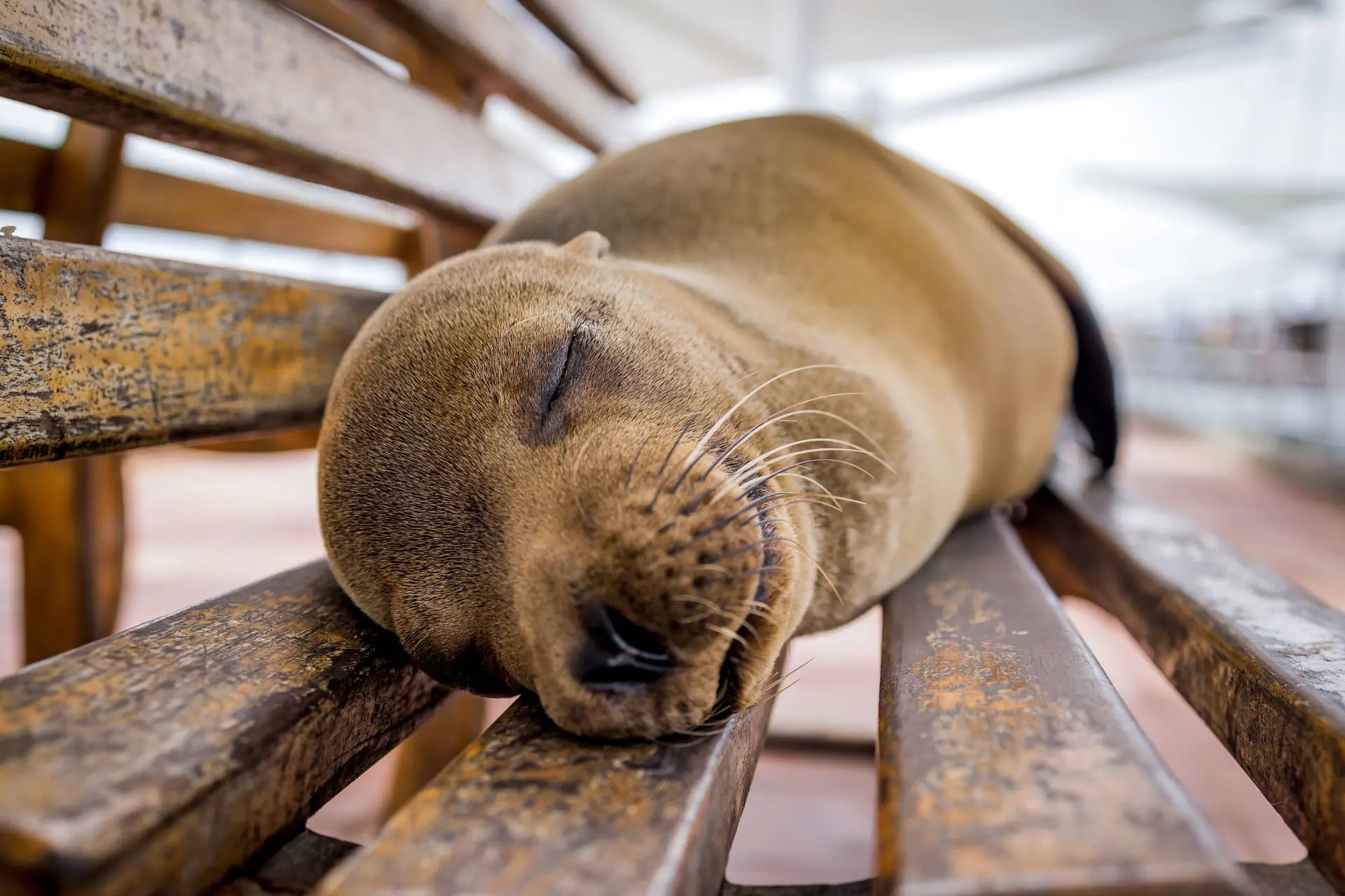 Endemiczny świat - Galapagos - zdjęcie 7