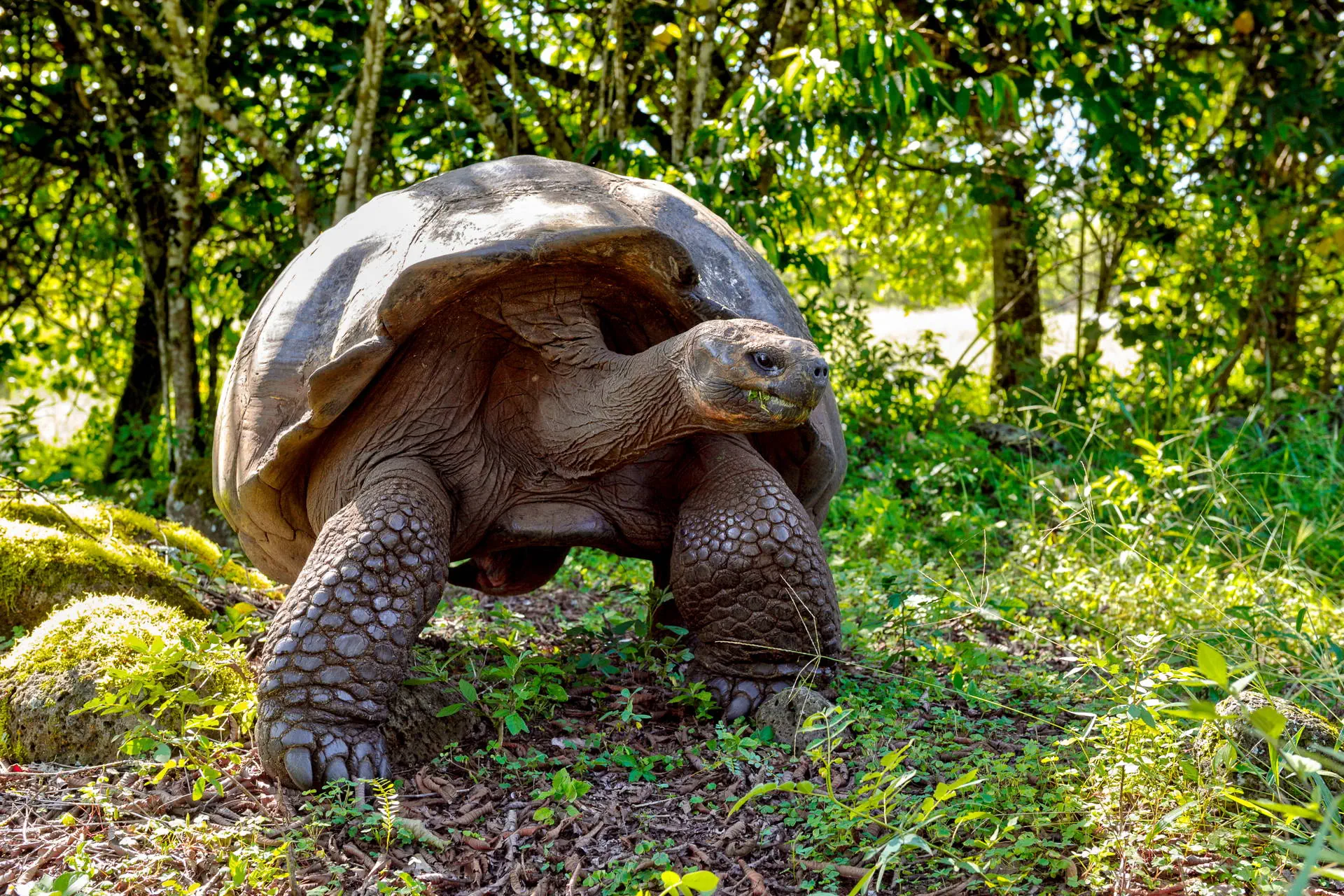 Endemiczny świat - Galapagos - zdjęcie 30