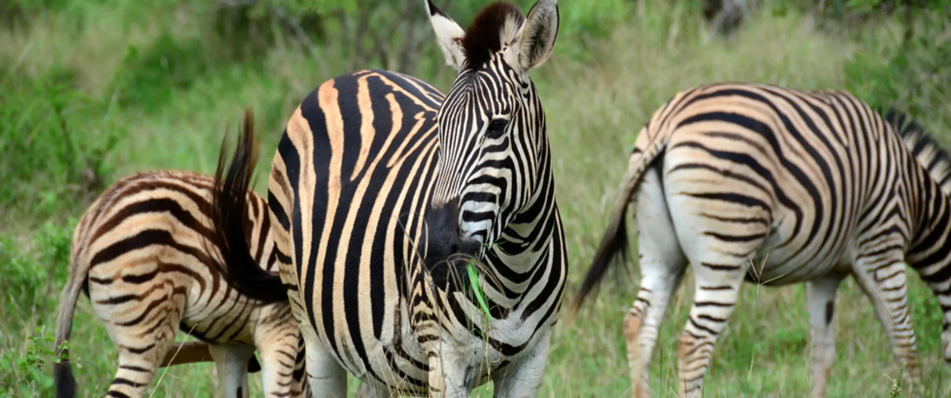 Namibia - Botswana - Zimbabwe - zdjęcie 10