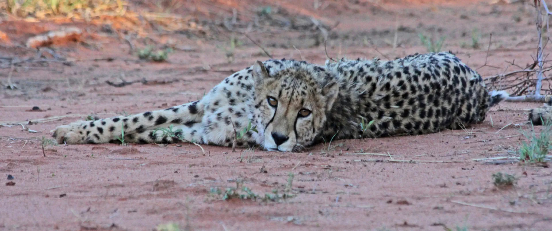 Namibia - Botswana - Zimbabwe - zdjęcie 3