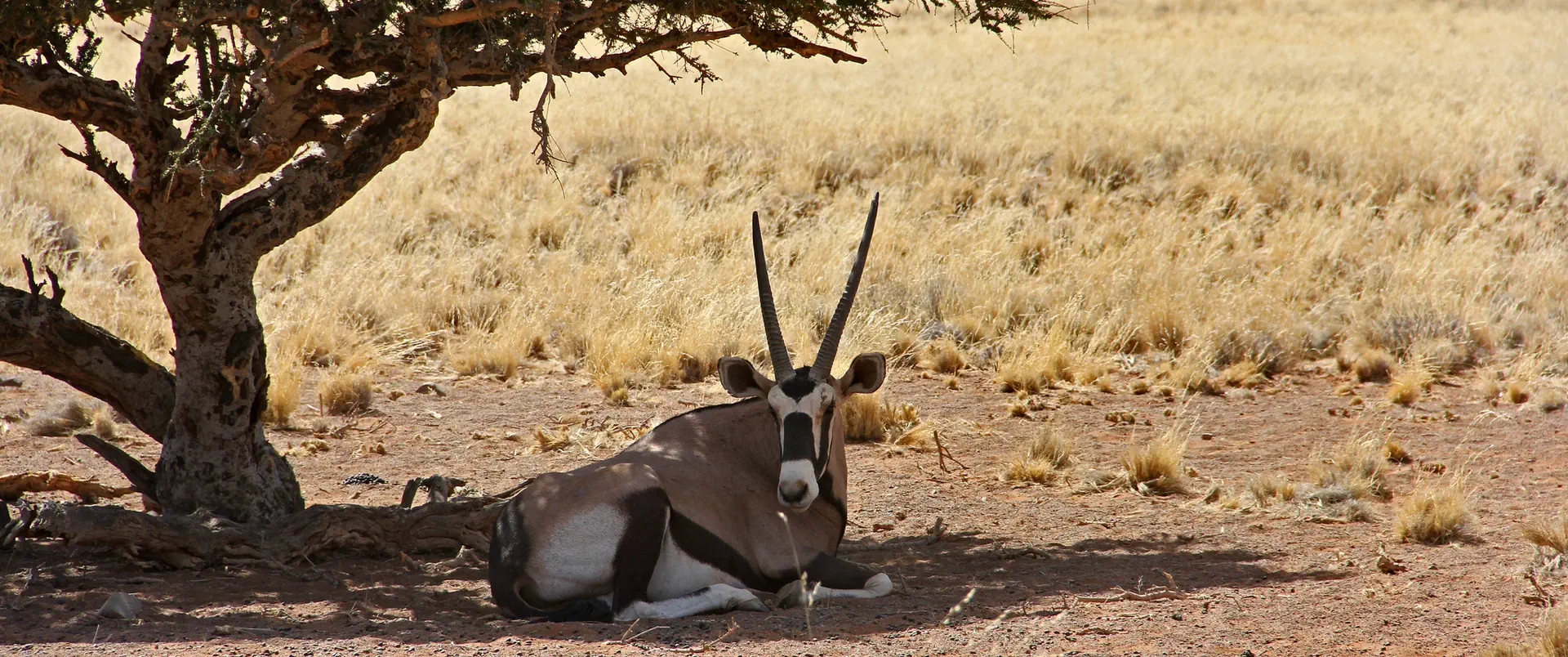 Namibia - Botswana - Zimbabwe - zdjęcie 9