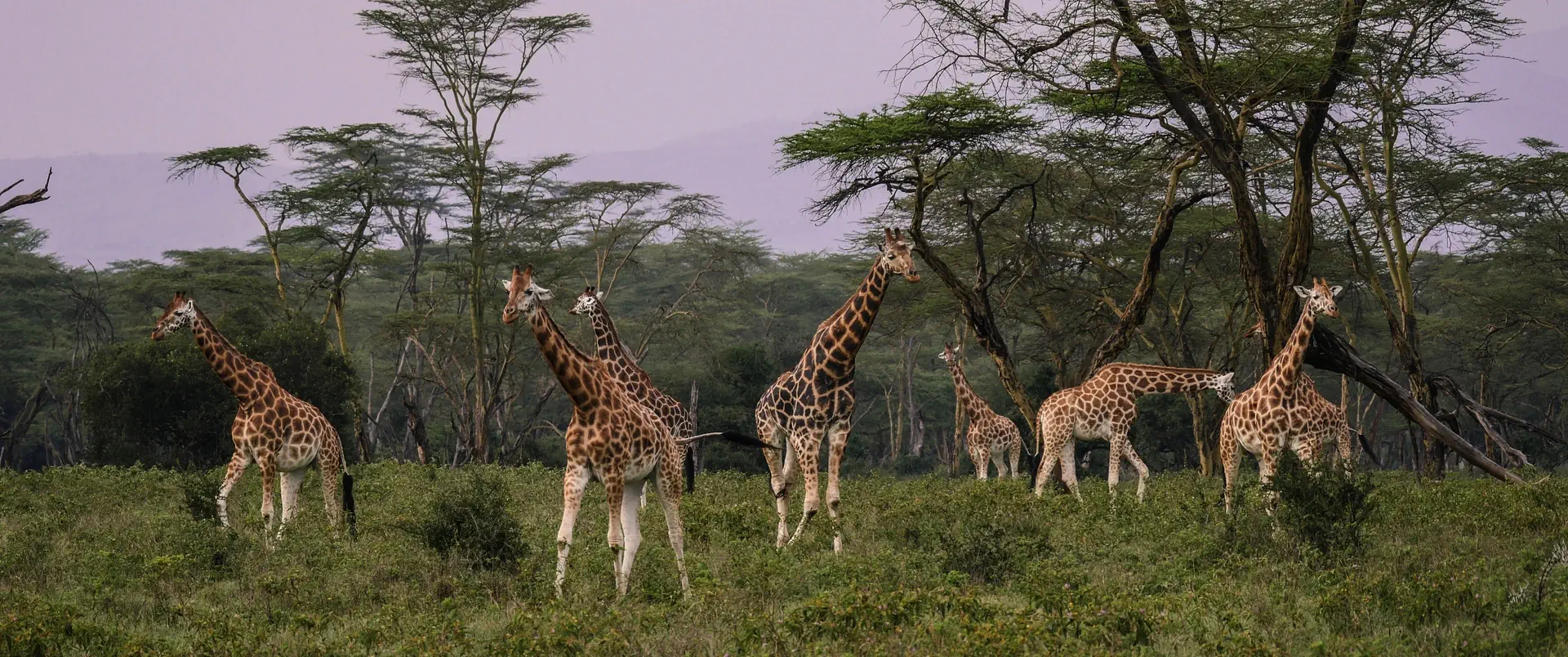Tanzania - Wielkie Migracje dla koneserów + wyspa Mafia - zdjęcie 7