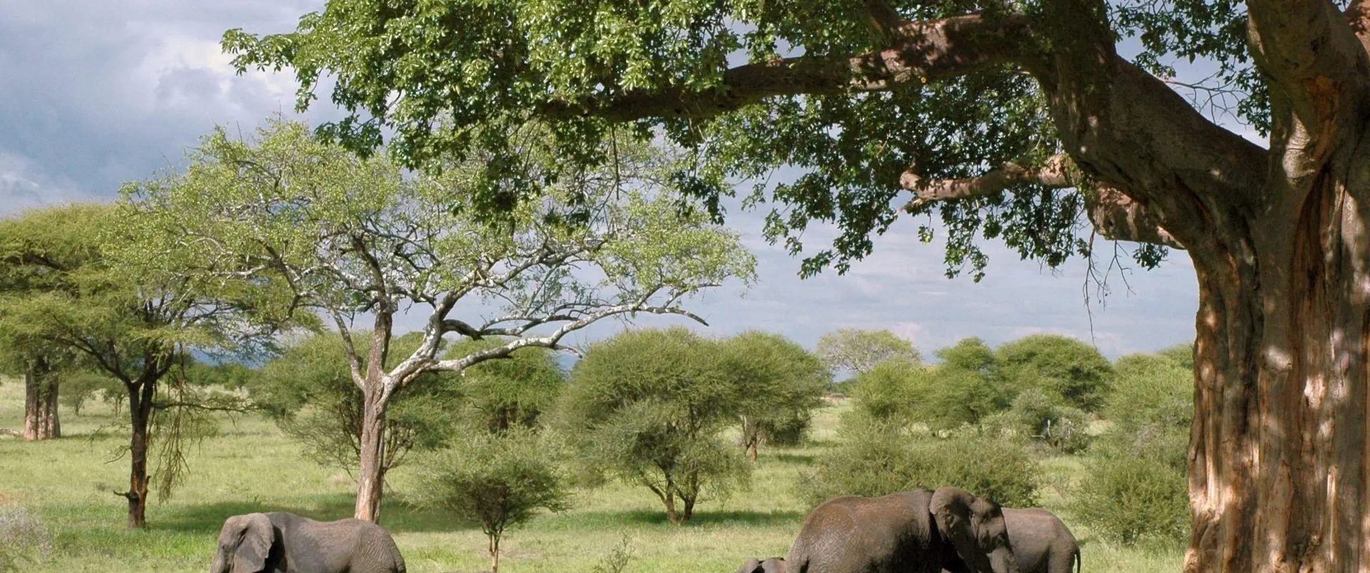 Tanzania - Wielkie Migracje dla koneserów + wyspa Mafia - zdjęcie 8