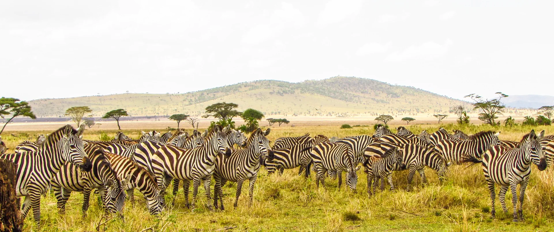 Tanzania - Wielkie Migracje dla koneserów + wyspa Mafia - zdjęcie 12