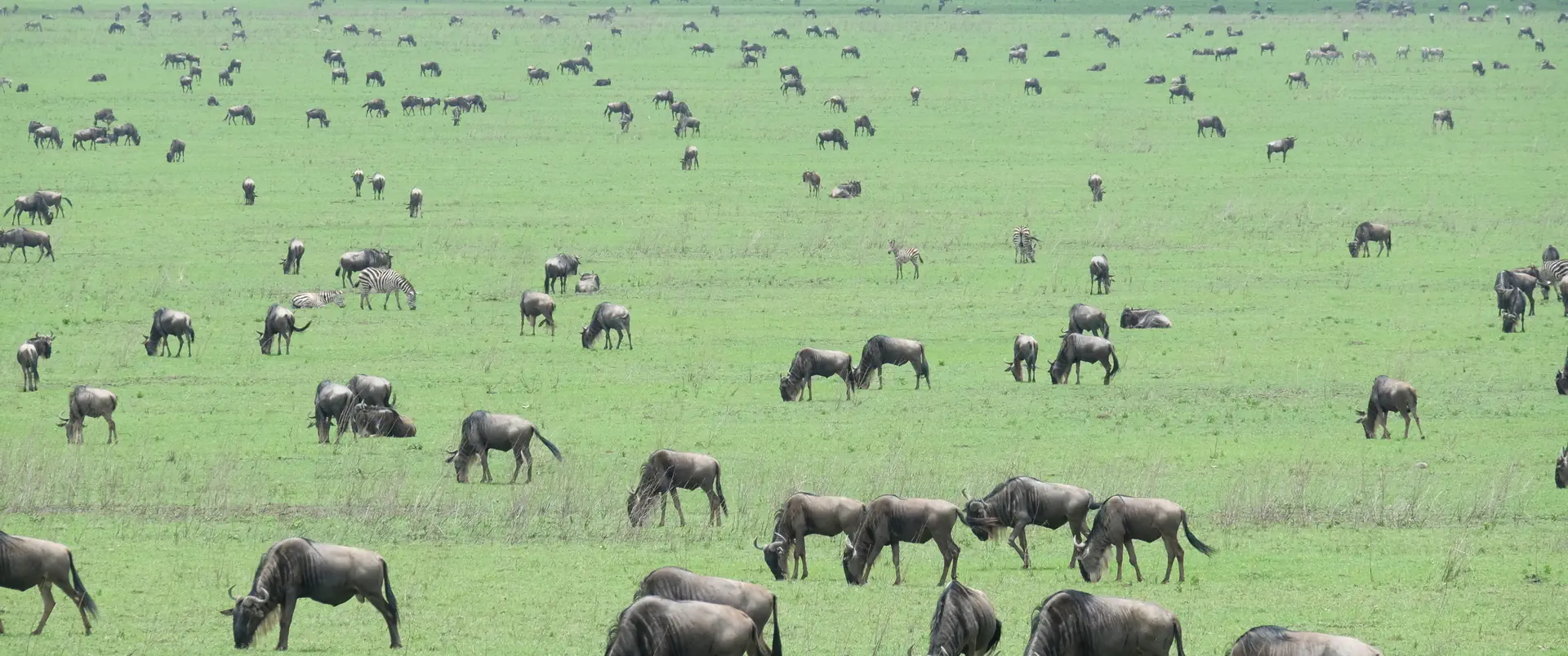 Tanzania - Wielkie Migracje dla koneserów + wyspa Mafia - zdjęcie 2