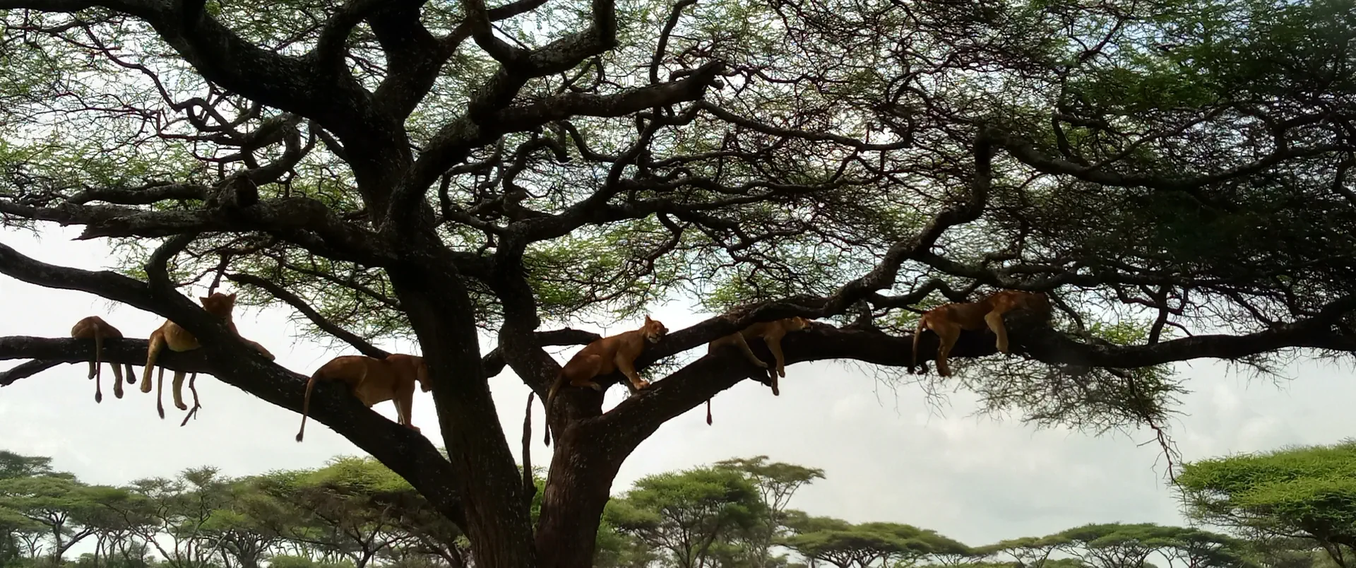 Tanzania - Wielkie Migracje dla koneserów + wyspa Mafia - zdjęcie 5