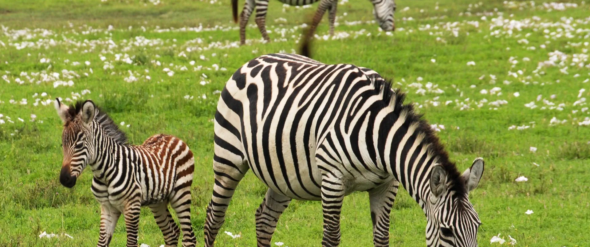 Tanzania - Wielkie Migracje dla koneserów + wyspa Mafia - zdjęcie 6