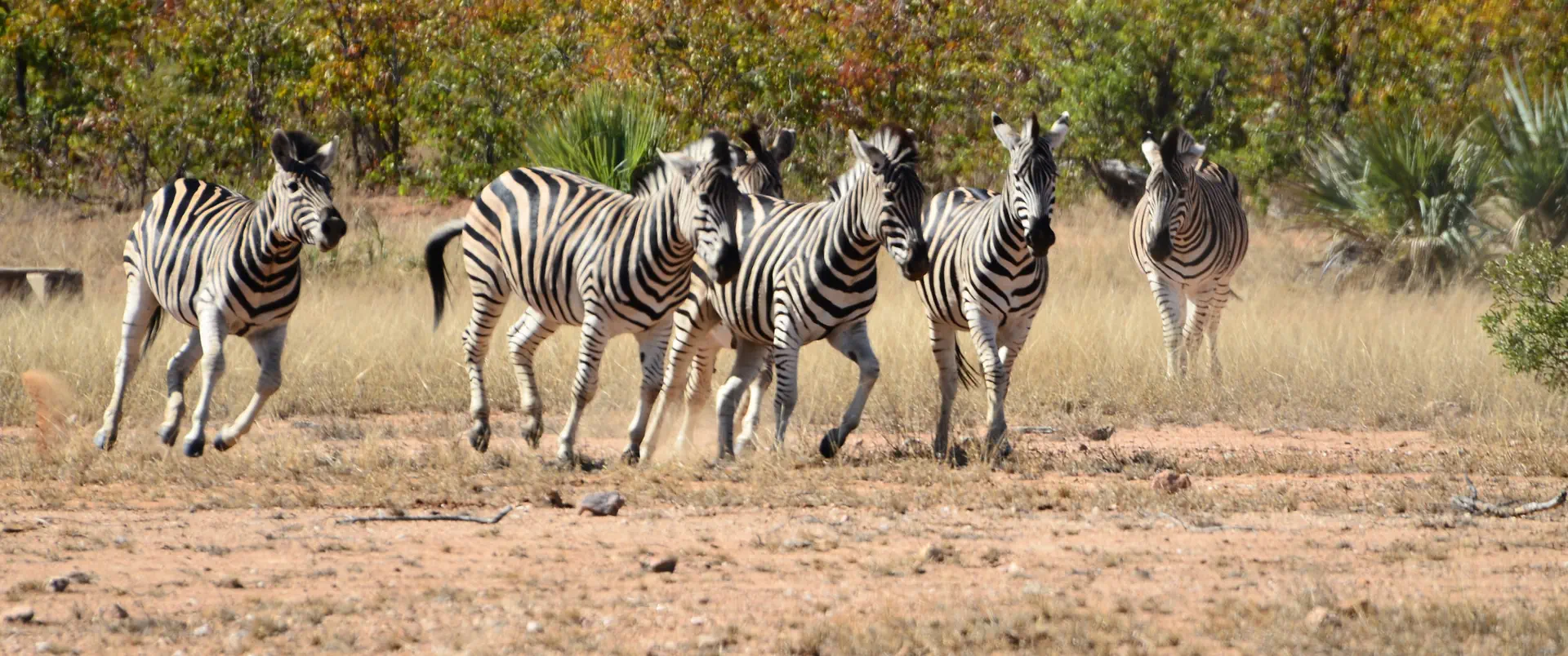 RPA - Zimbabwe /+ opcja Mauritius/ - zdjęcie 6