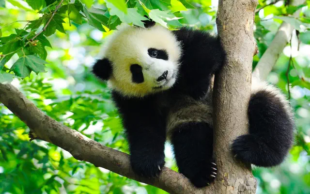 Chiny - pandy, Chongqing i tropikalna Sanya
