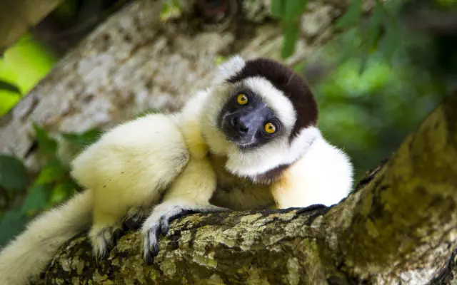 Madagaskar - w krainie lemurów