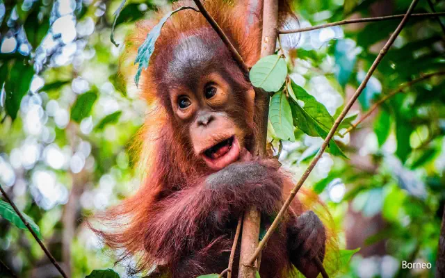 Naturalne piękno Indonezji