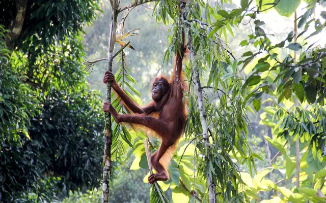 Do Serca Borneo + Hotel Holiday Villa Resort Beachclub