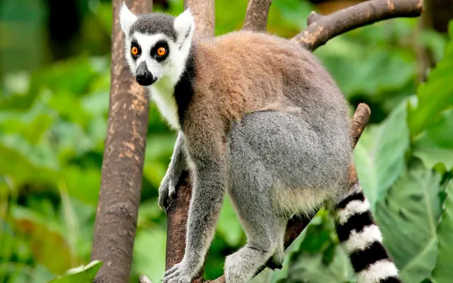 Z wizytą u Lemurów