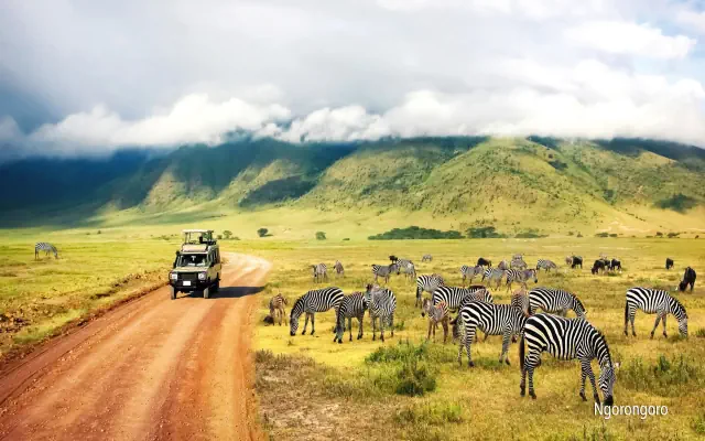 Rajskie Safari